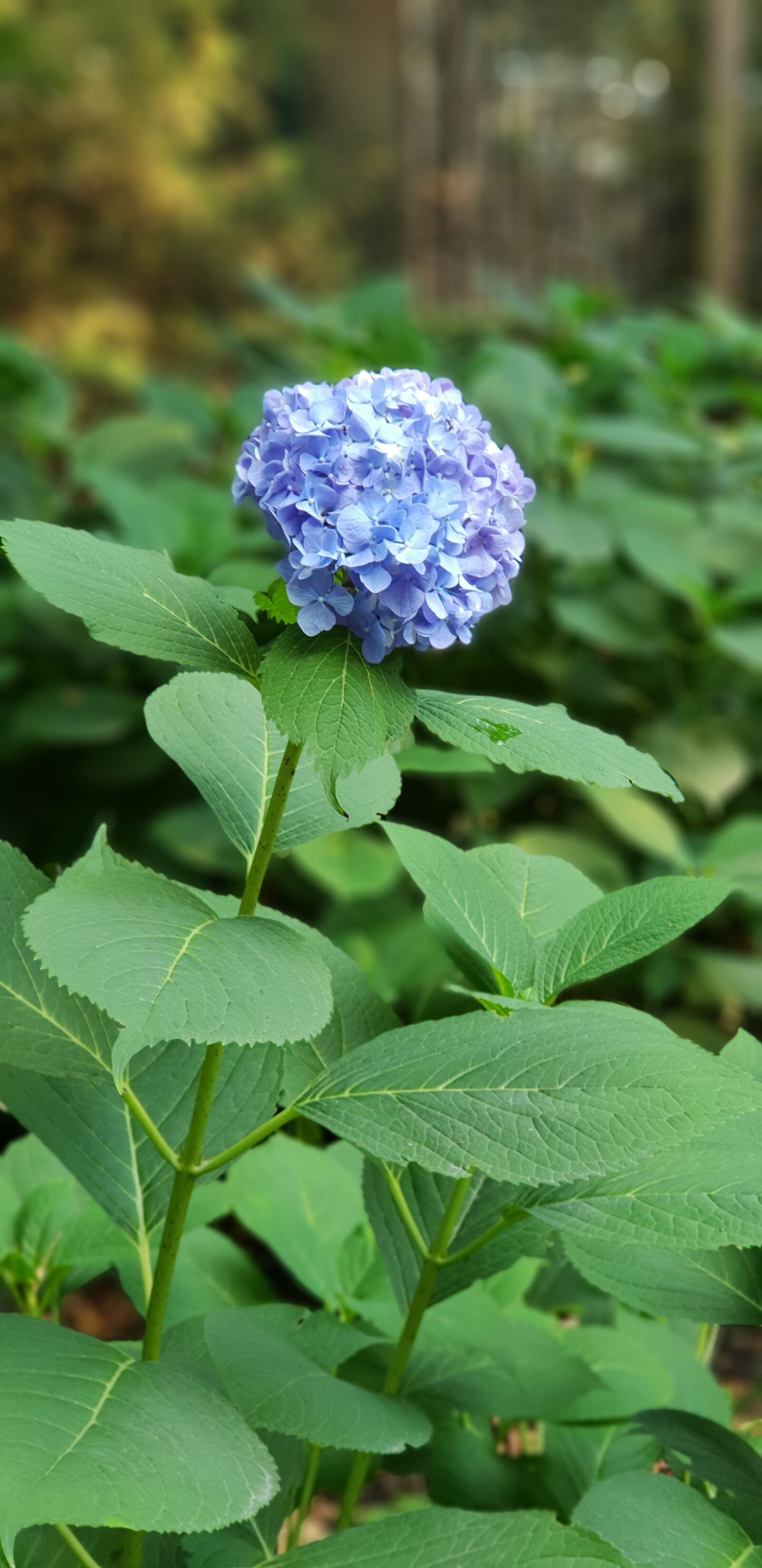 Samsung Galaxy S9+ sample photo. Flower, purple, green photography
