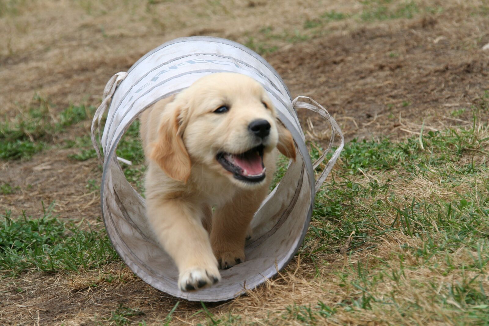 Canon EOS 350D (EOS Digital Rebel XT / EOS Kiss Digital N) sample photo. Golden retriever puppy, dog photography