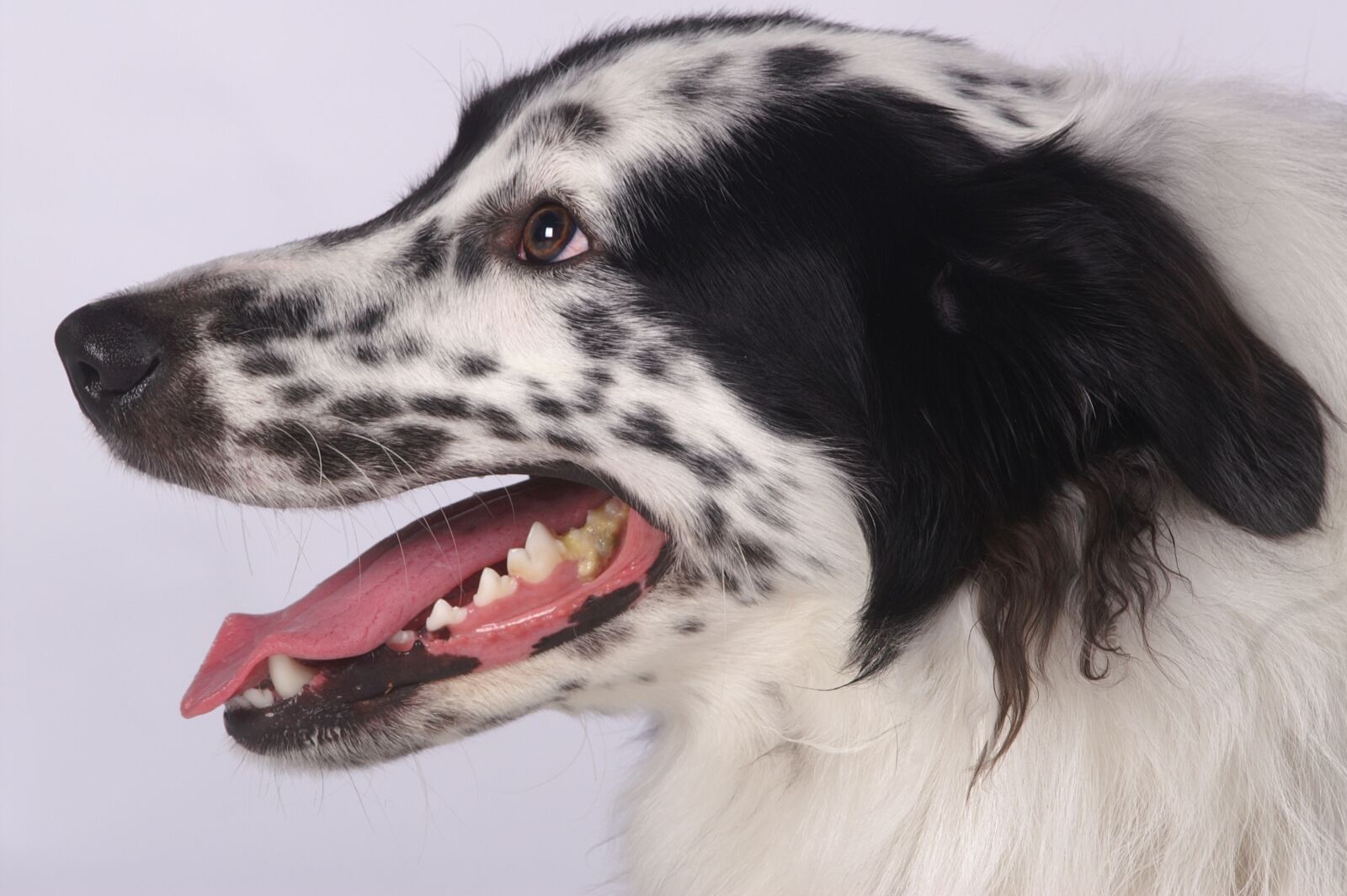 KONICA MINOLTA DYNAX 7D sample photo. Animal, mammal, dog photography