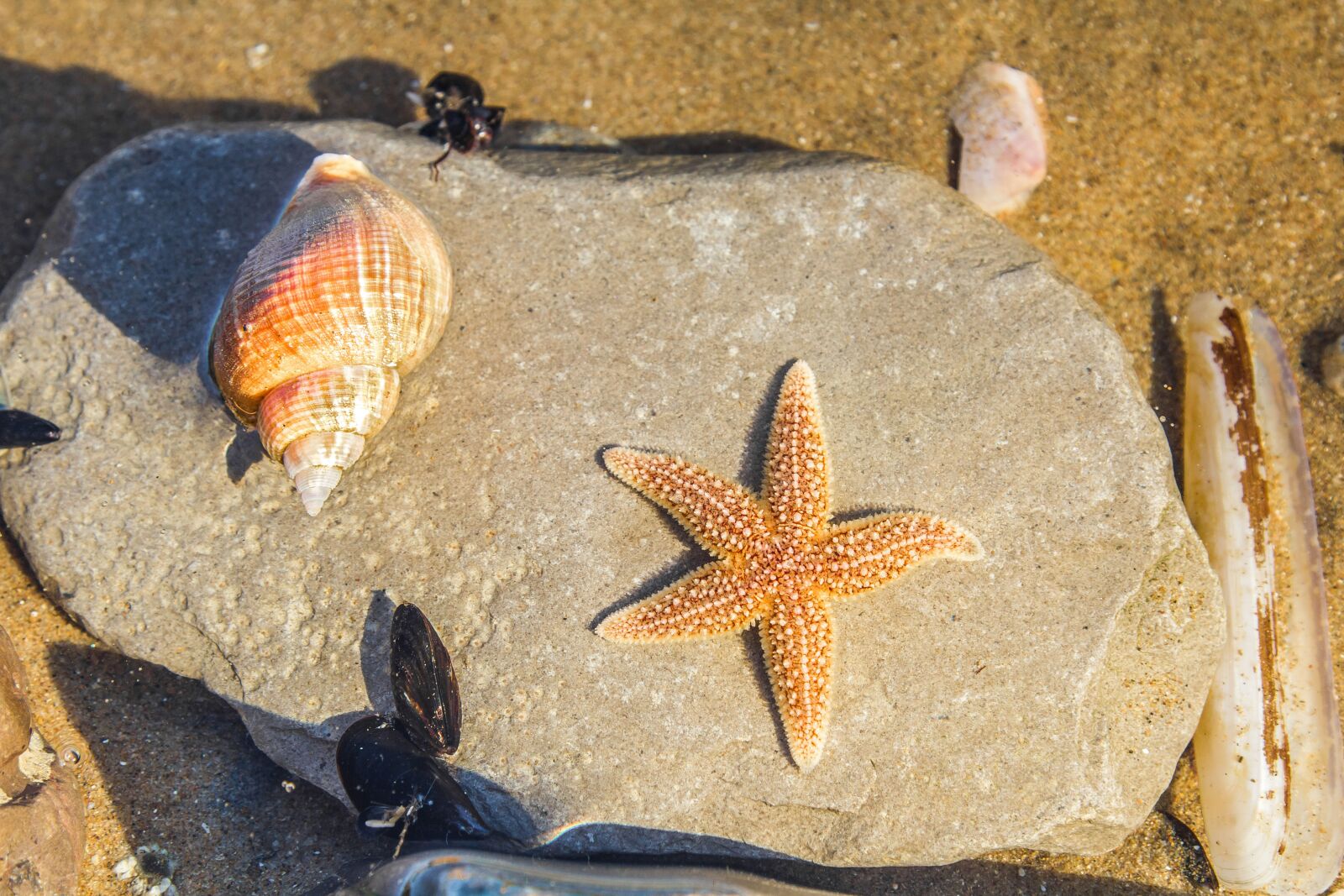 Canon EOS 60D sample photo. Sea animals, ocean, low photography