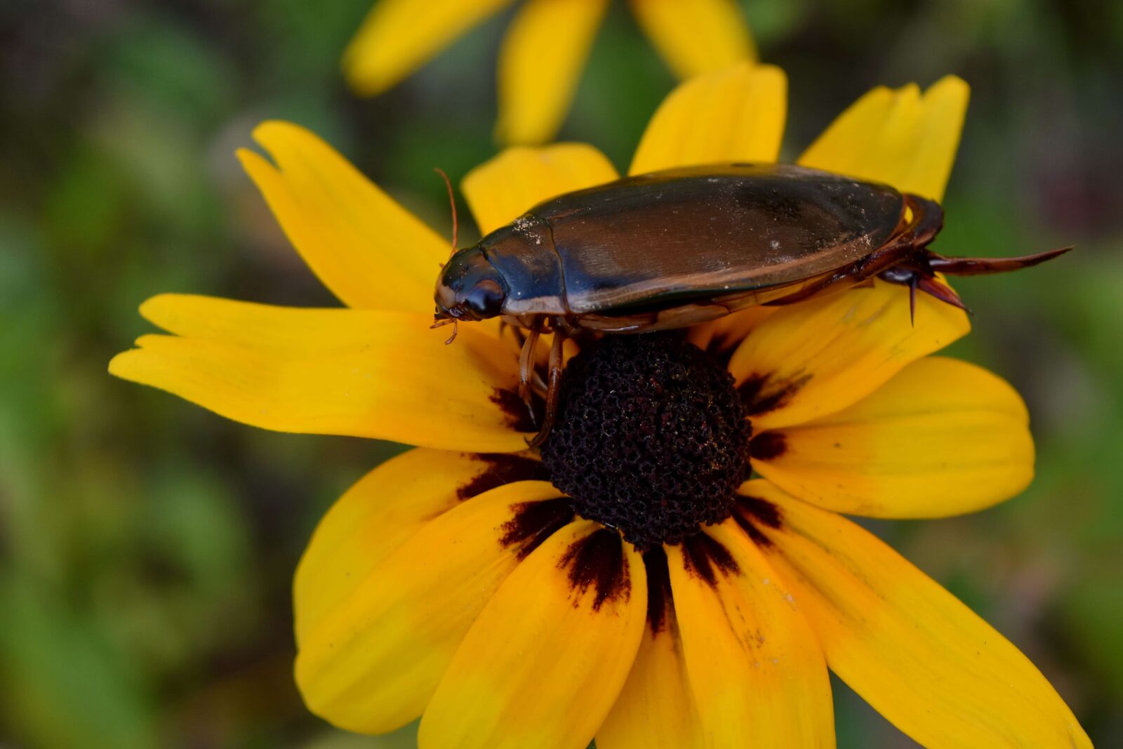 Nikon D5500 sample photo. Animal, arthropod, beautiful flowers photography