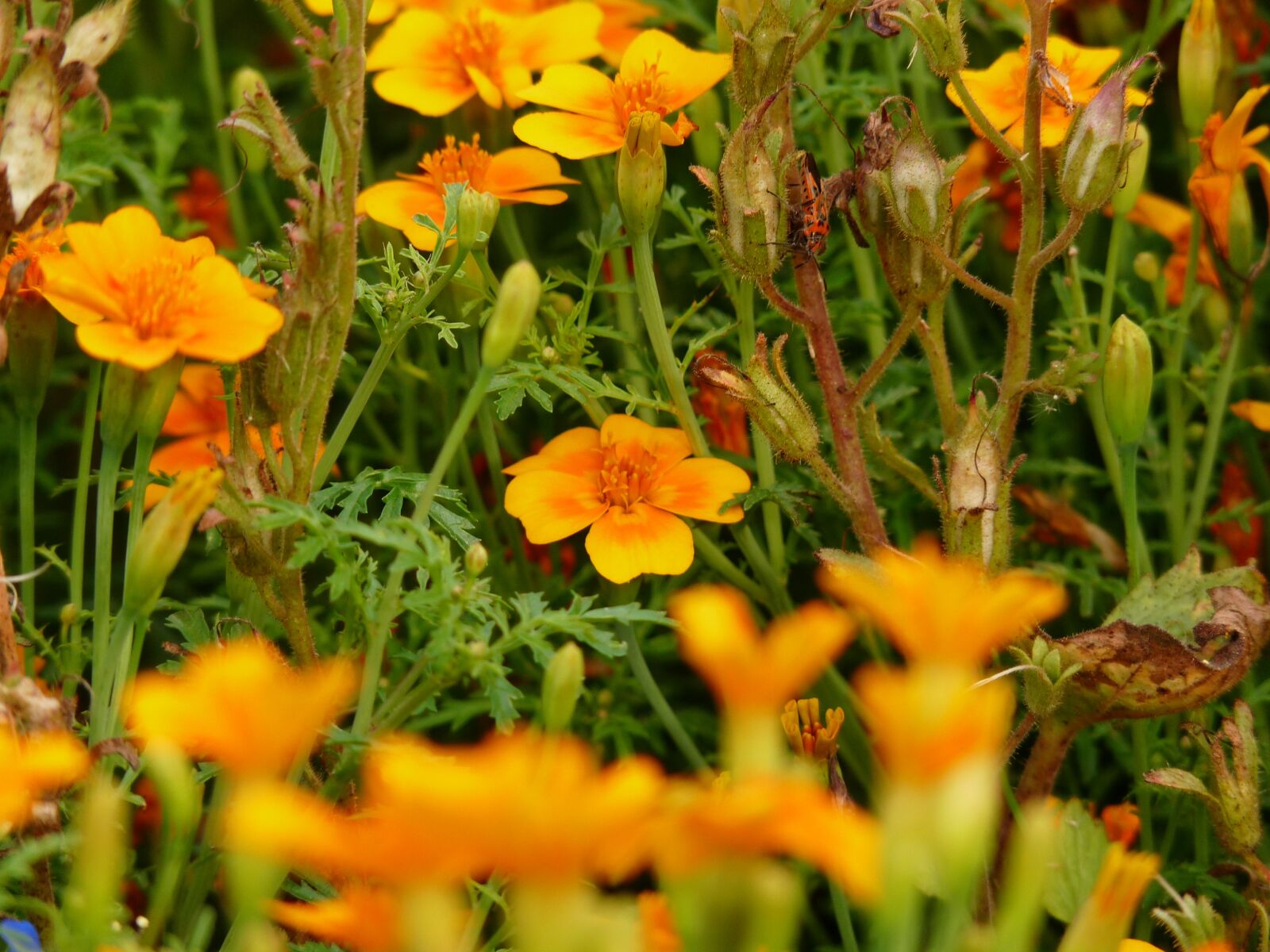 Panasonic Lumix DMC-FZ28 sample photo. Flower, garden, yellow photography