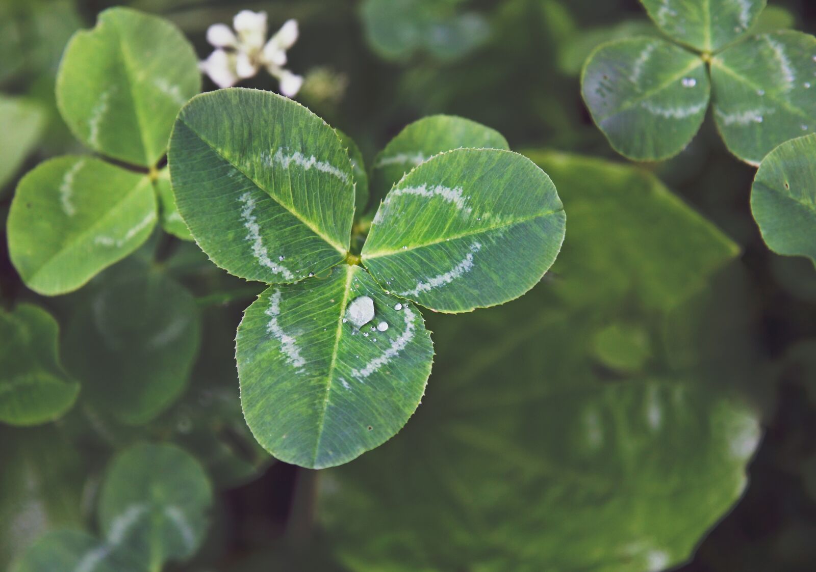 Canon EOS 60D sample photo. Clover, trifoliate, macro photography