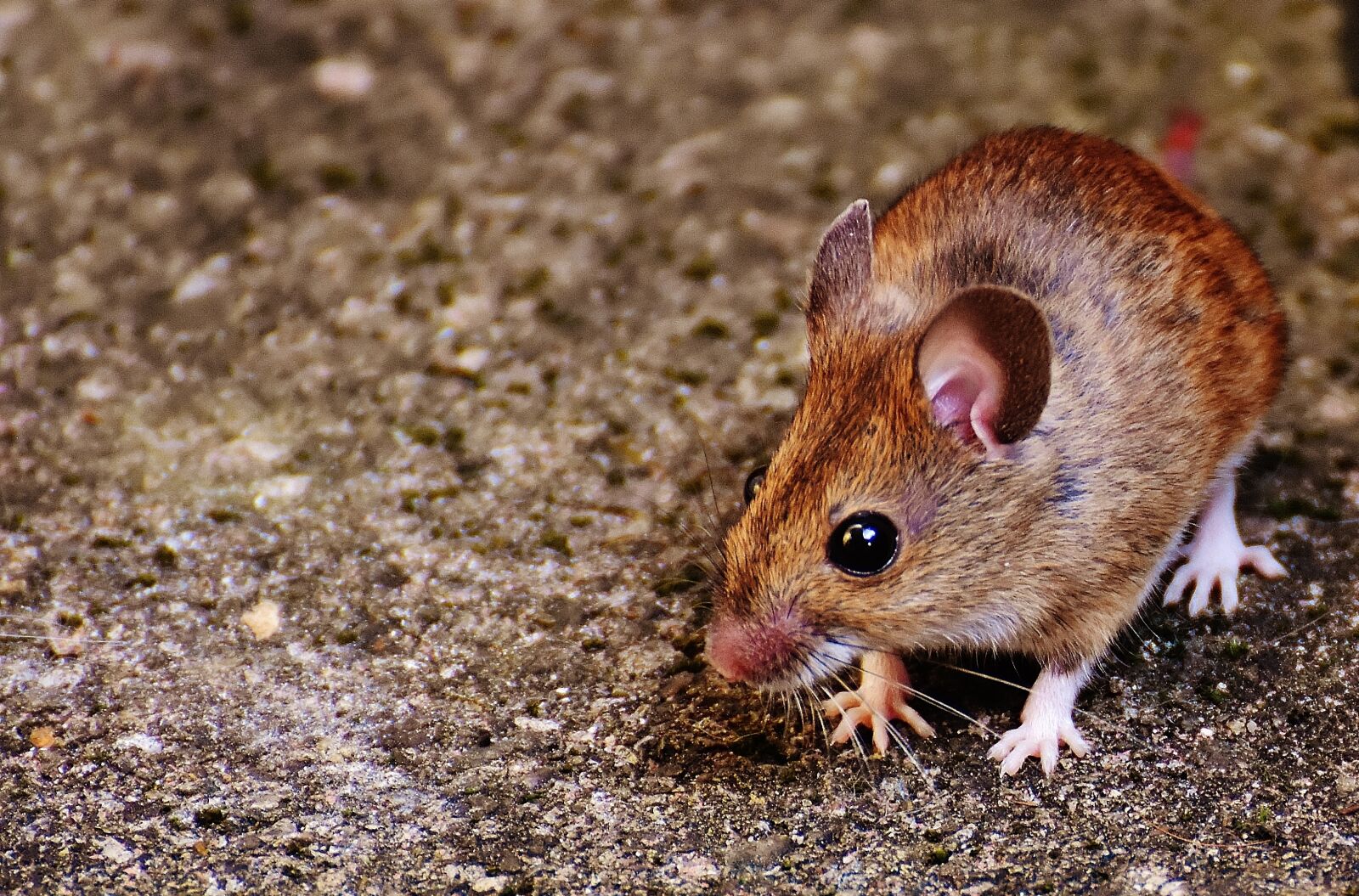 Nikon D7200 sample photo. Mouse, rodent, cute photography