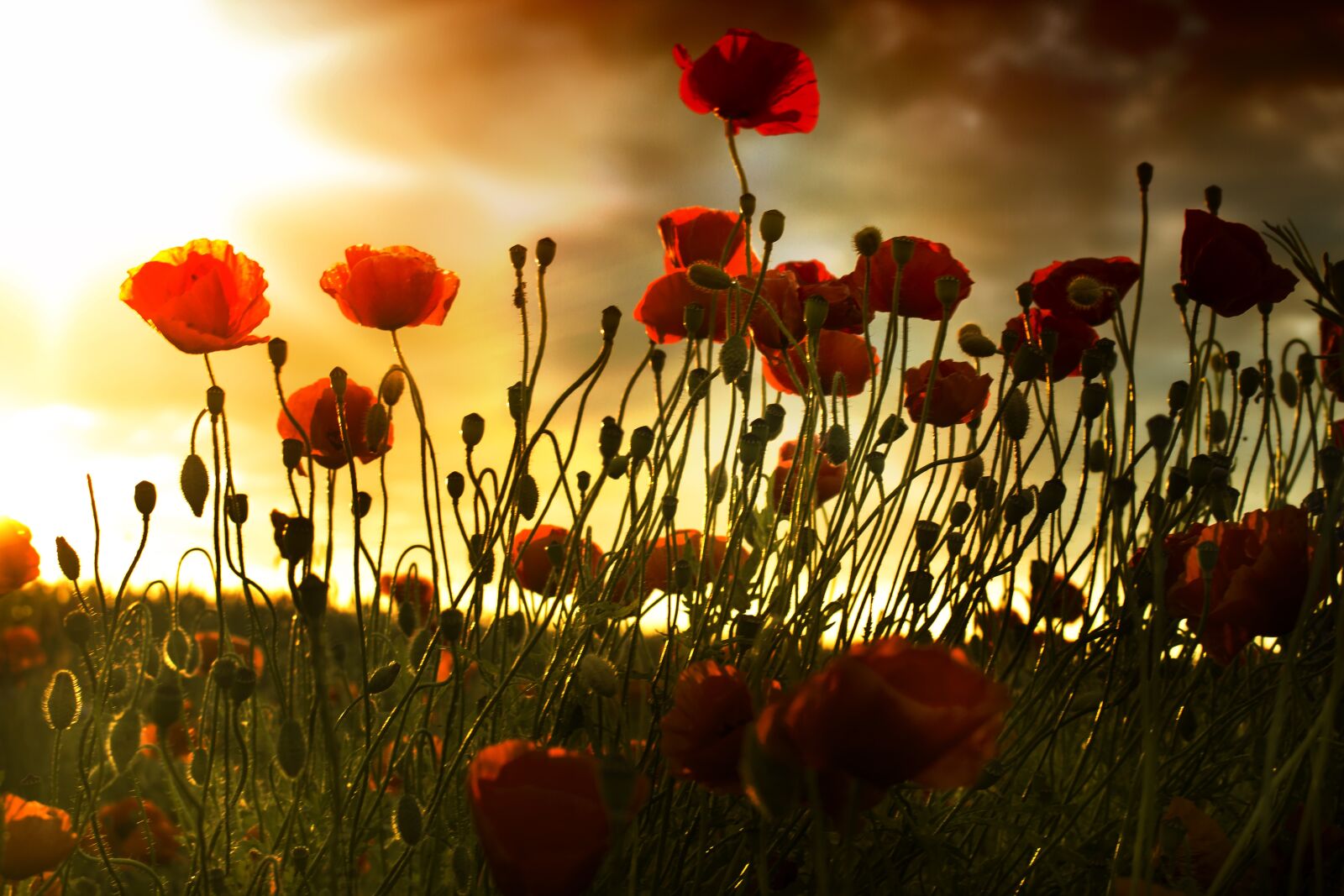 Canon EOS 700D (EOS Rebel T5i / EOS Kiss X7i) sample photo. Poppy, field, sunset photography
