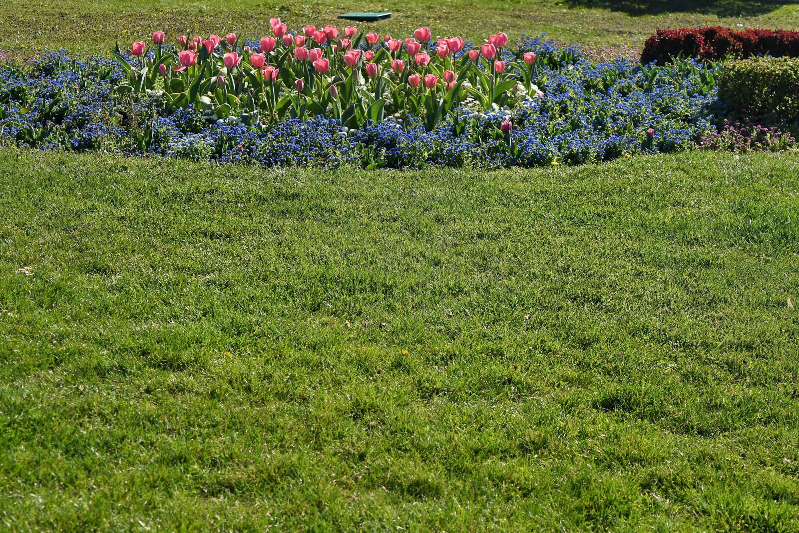 Nikon D5500 sample photo. Landscape, grass, field, flower photography