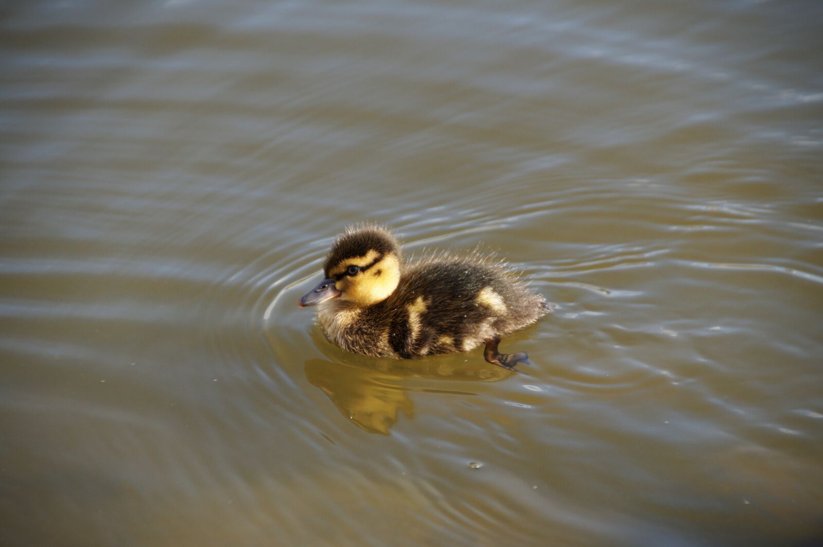 Sony SLT-A58 sample photo. Duck, wild, duckling photography