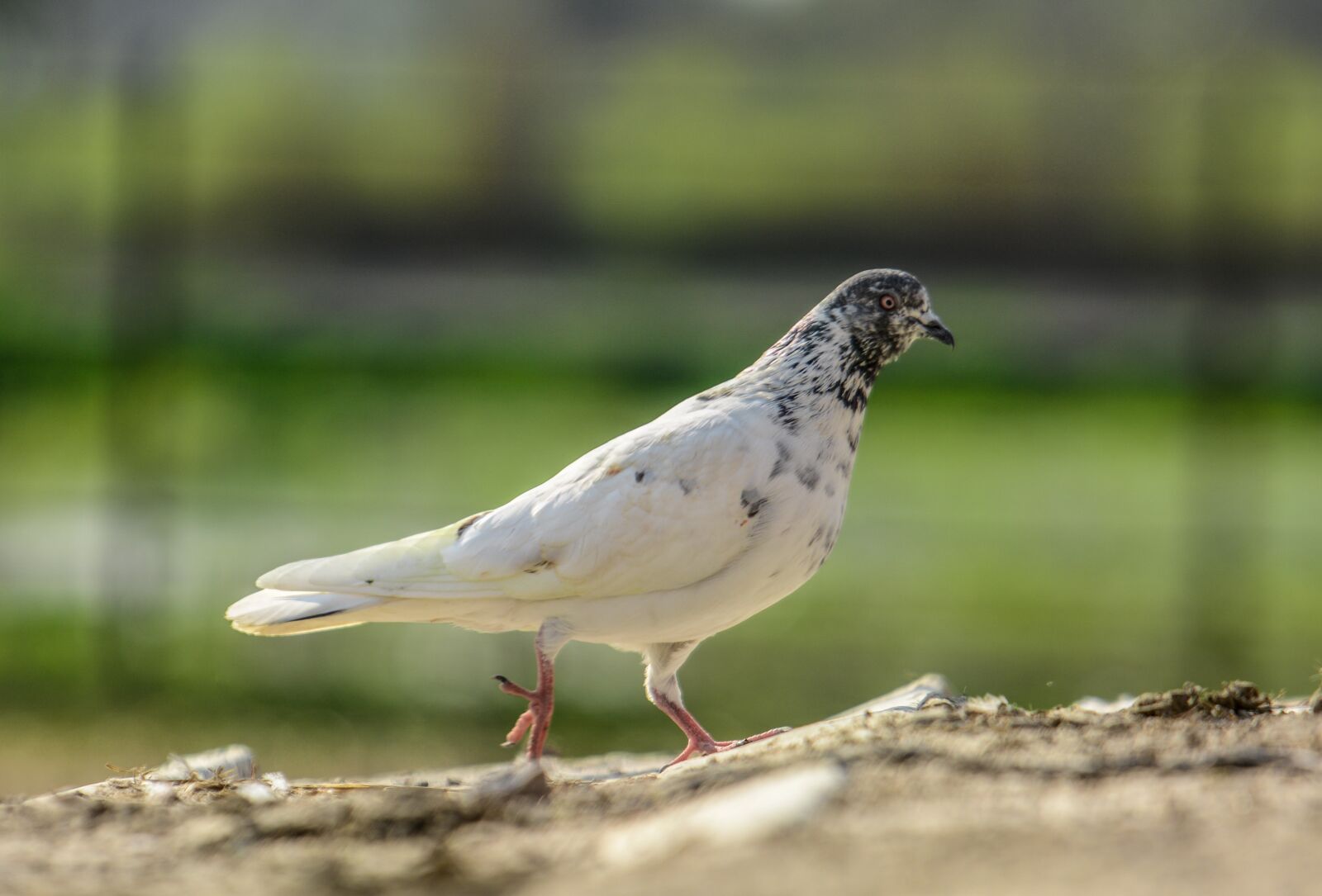 Nikon D7100 sample photo. Pigeon, white pigeon, white photography