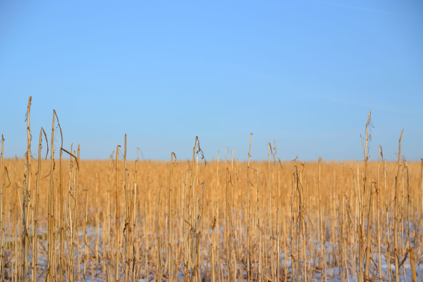 Nikon D3100 sample photo. Winter, field, landscape photography