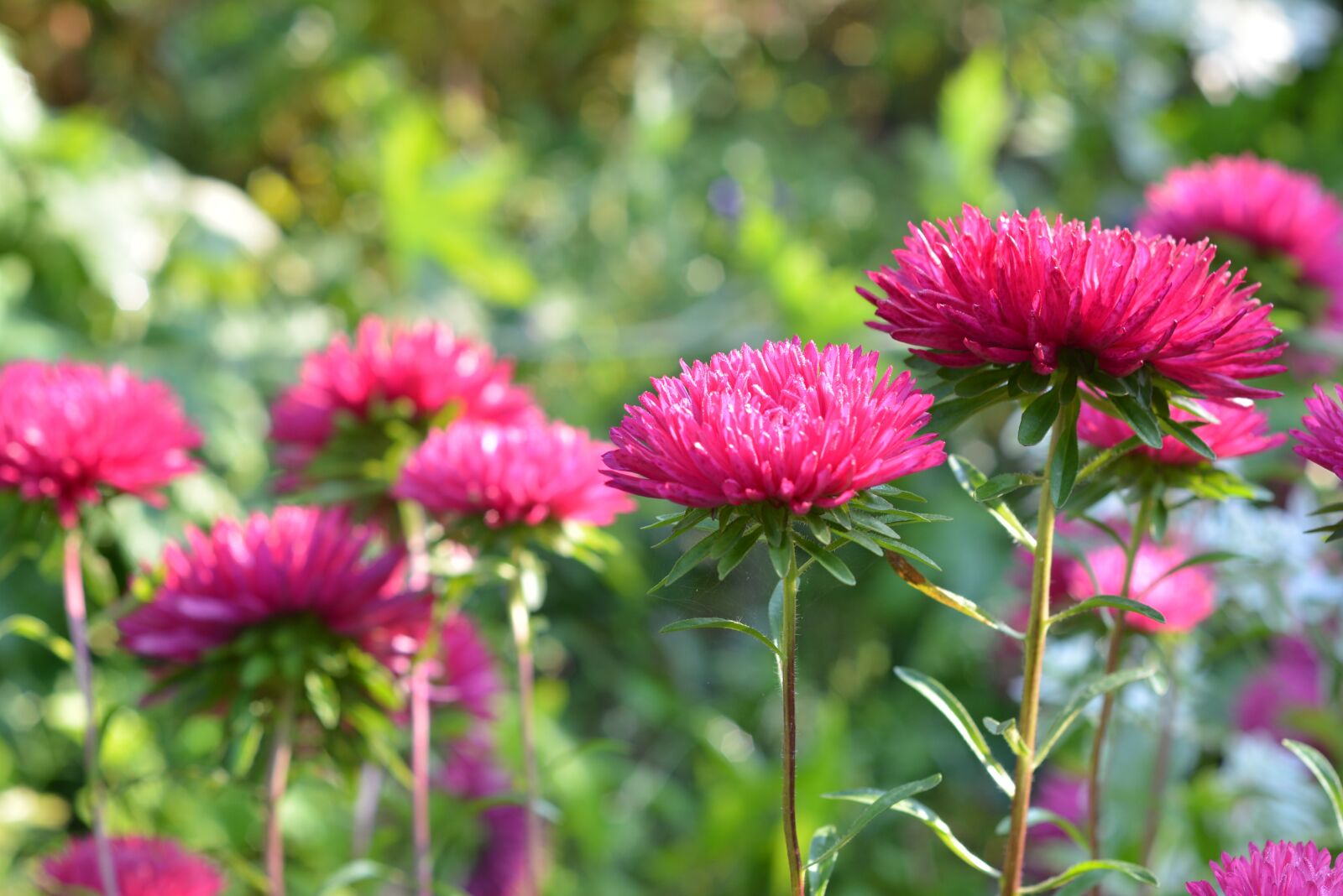 Nikon D5200 sample photo. Astra, aster, pink photography