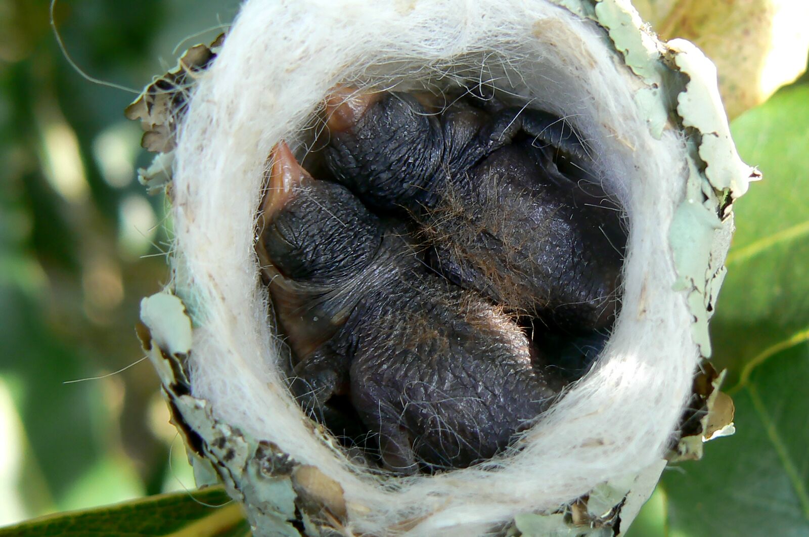 Panasonic DMC-FZ7 sample photo. Hummingbird, nest, nature photography
