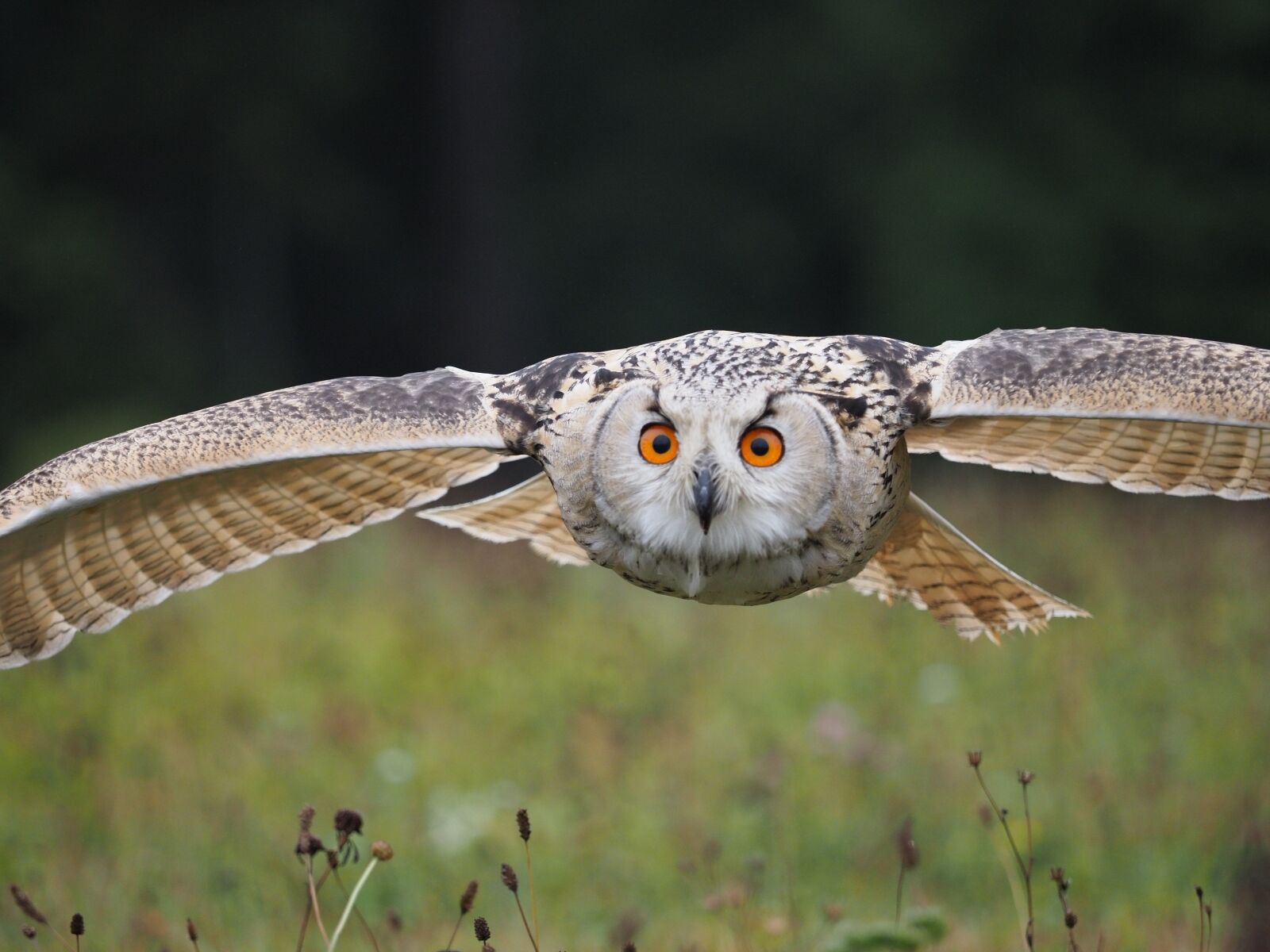 Olympus OM-D E-M1 Mark II + Olympus M.Zuiko Digital ED 40-150mm F2.8 Pro sample photo. Bird, animal, owl photography
