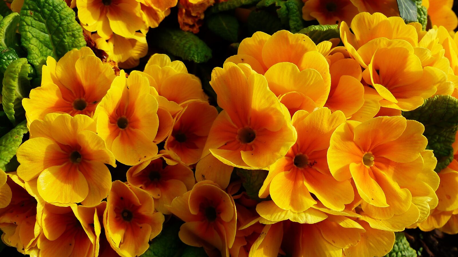Panasonic Lumix DMC-FZ200 sample photo. Flower, garden, nature photography