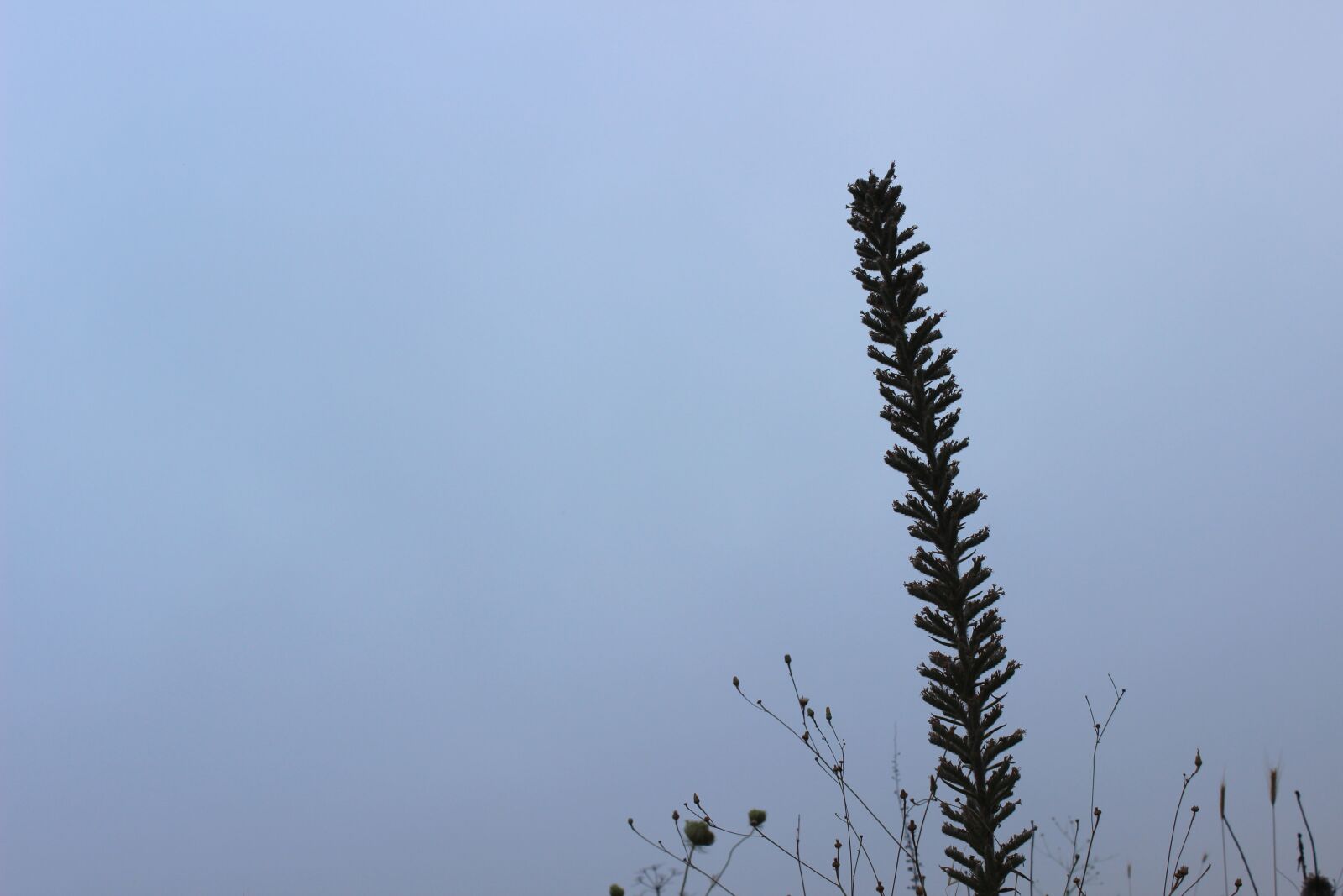 Canon EOS 600D (Rebel EOS T3i / EOS Kiss X5) sample photo. Grass, sky, wallpaper photography