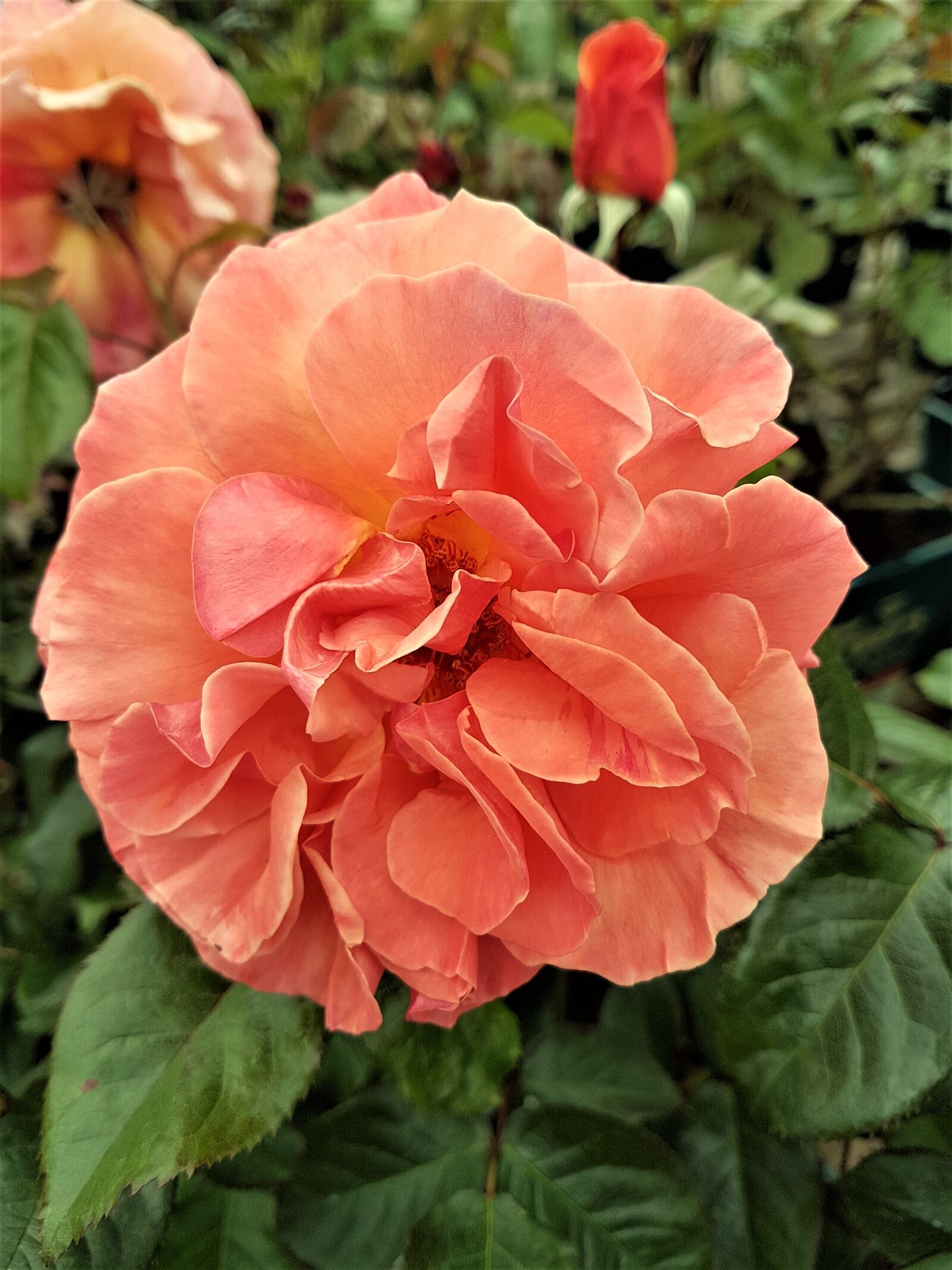 Samsung Galaxy S7 Edge sample photo. Rose, bloom, flower photography