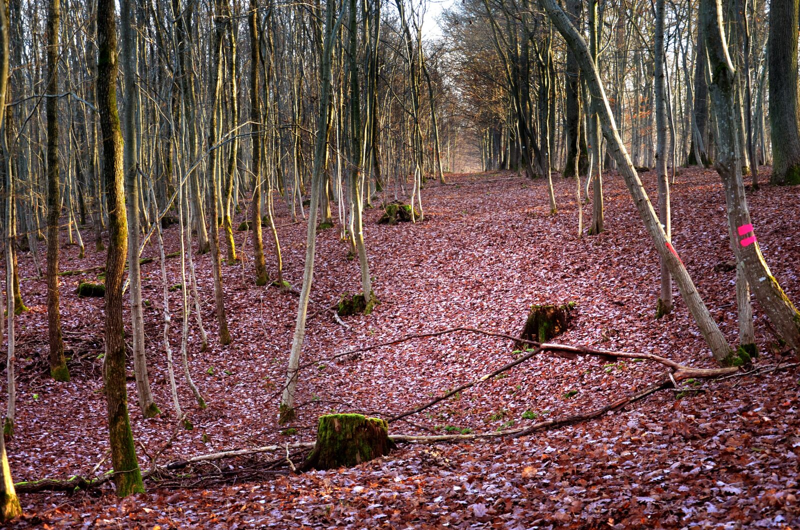 Nikon D5100 sample photo. Forest, road, landscape photography