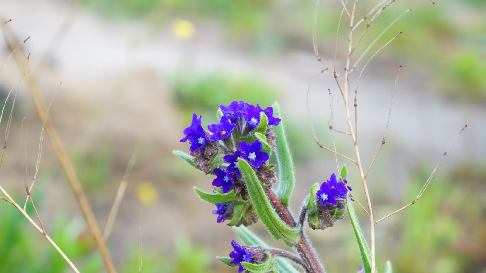 Sony Alpha a3000 + Sony E 18-55mm F3.5-5.6 OSS sample photo. Nature, plants, blue photography