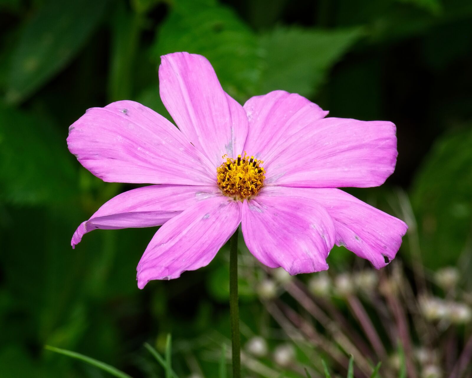 Nikon D7100 sample photo. Blossom, bloom, pink photography