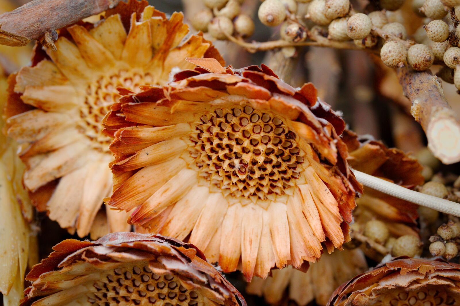 Canon EOS 6D sample photo. Nature, food, close up photography