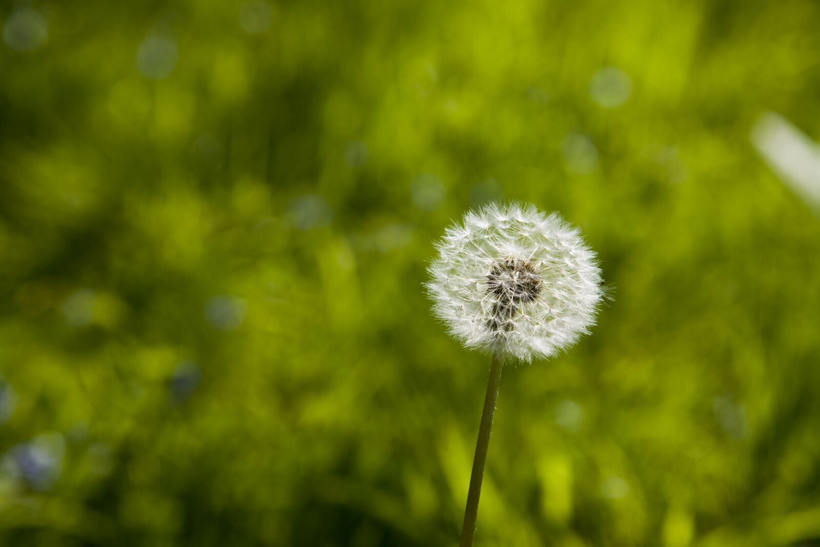 Canon EOS 5D sample photo. Spring, dandelion, nature photography