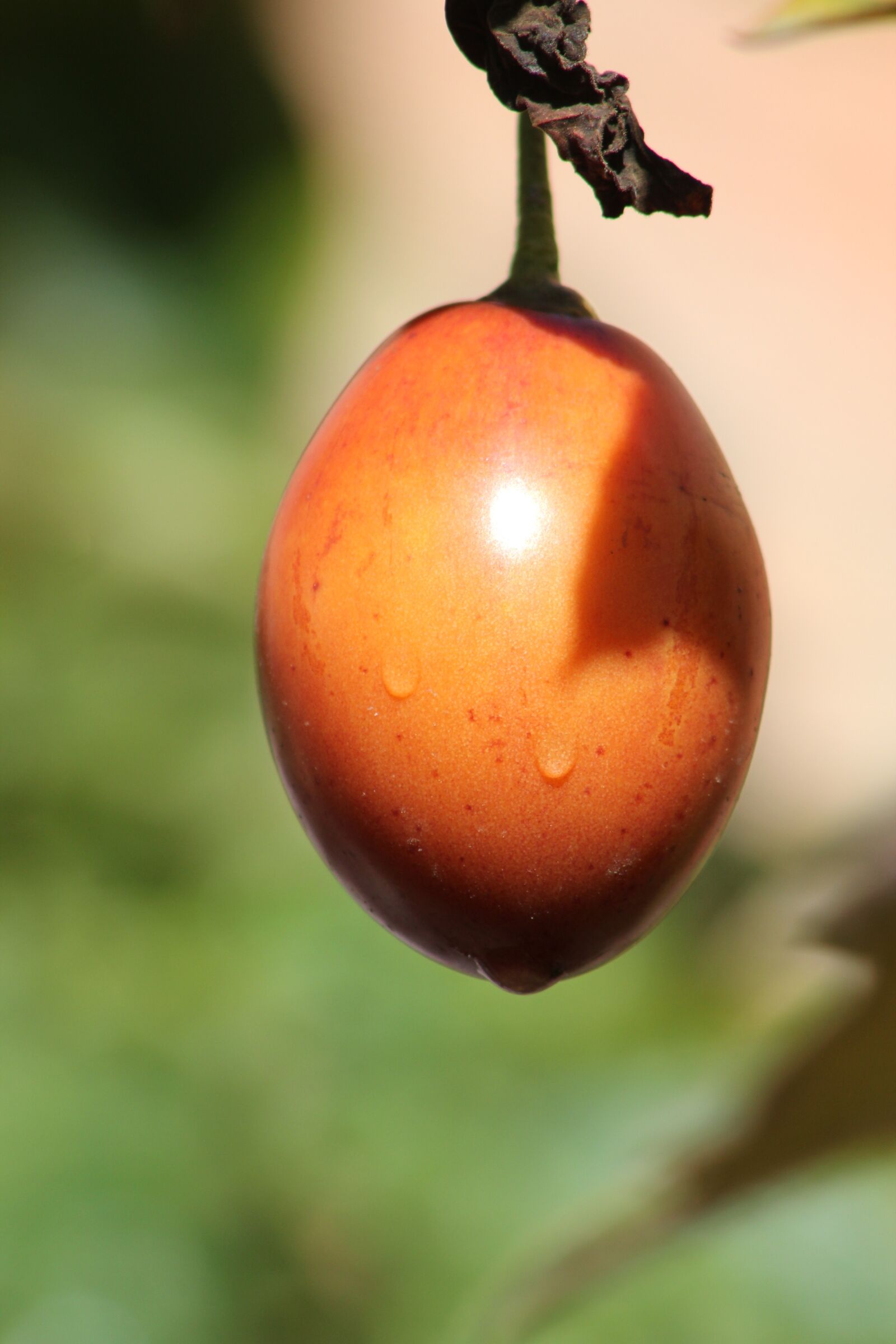 Canon EOS 550D (EOS Rebel T2i / EOS Kiss X4) sample photo. Tree tomato, tomato, fruit photography
