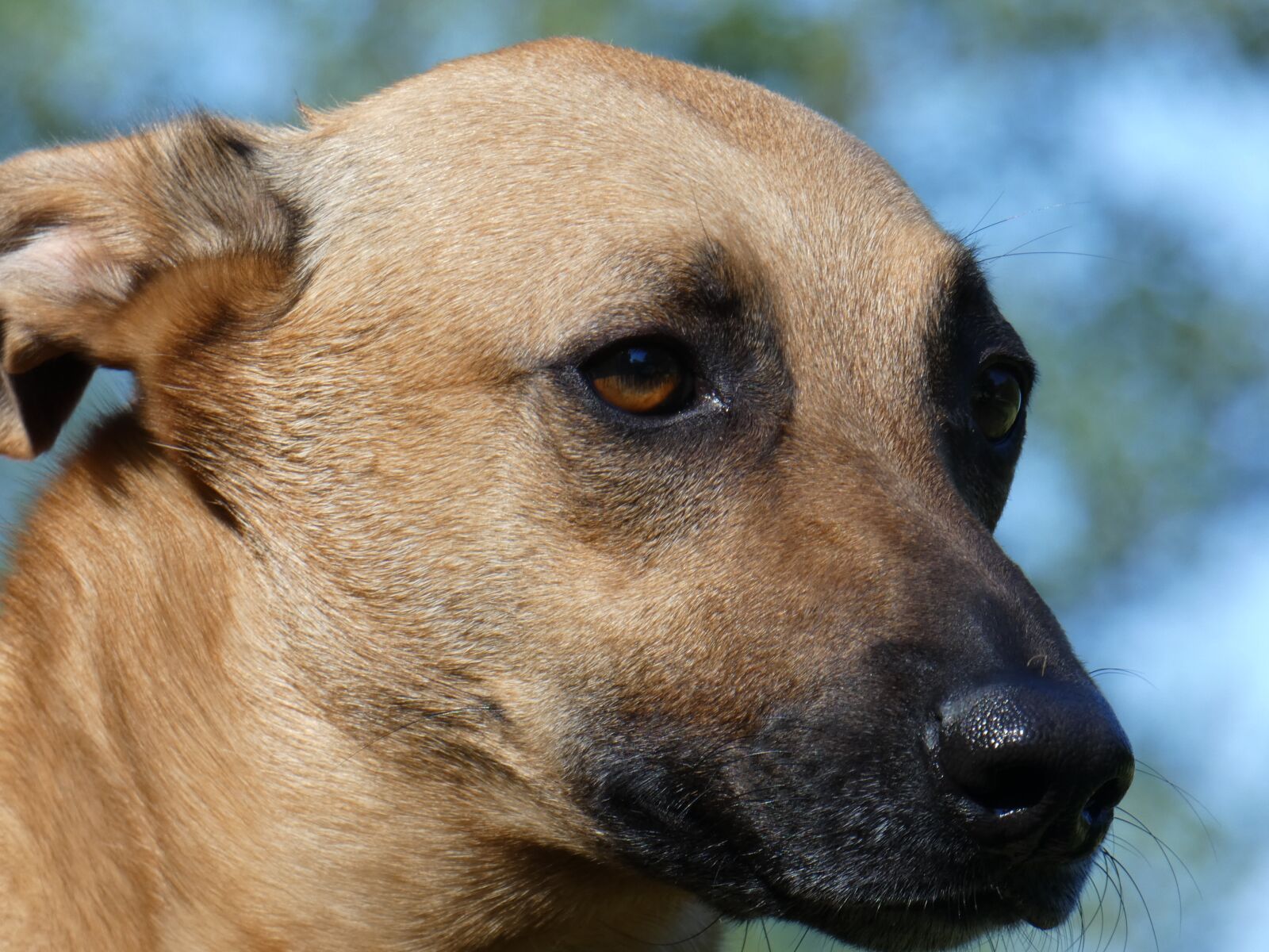 Panasonic DC-FZ83 sample photo. Dog, podenco, shepperd photography