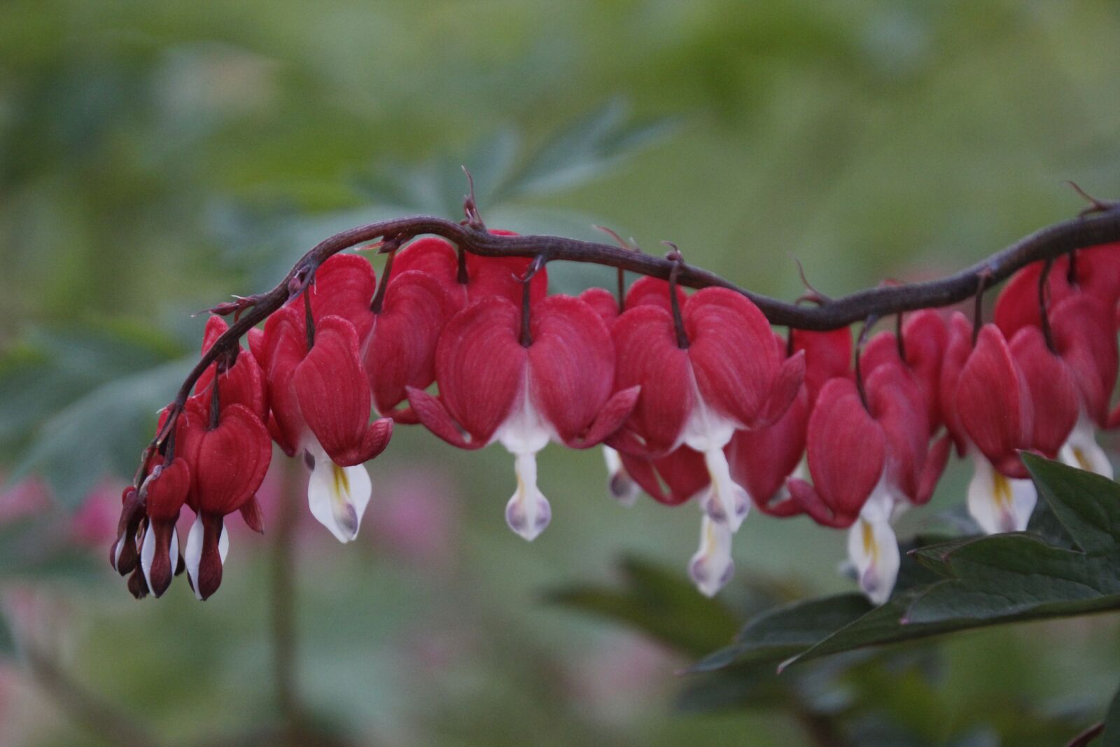 Canon EOS 550D (EOS Rebel T2i / EOS Kiss X4) sample photo. Nature, colorful, flowers photography