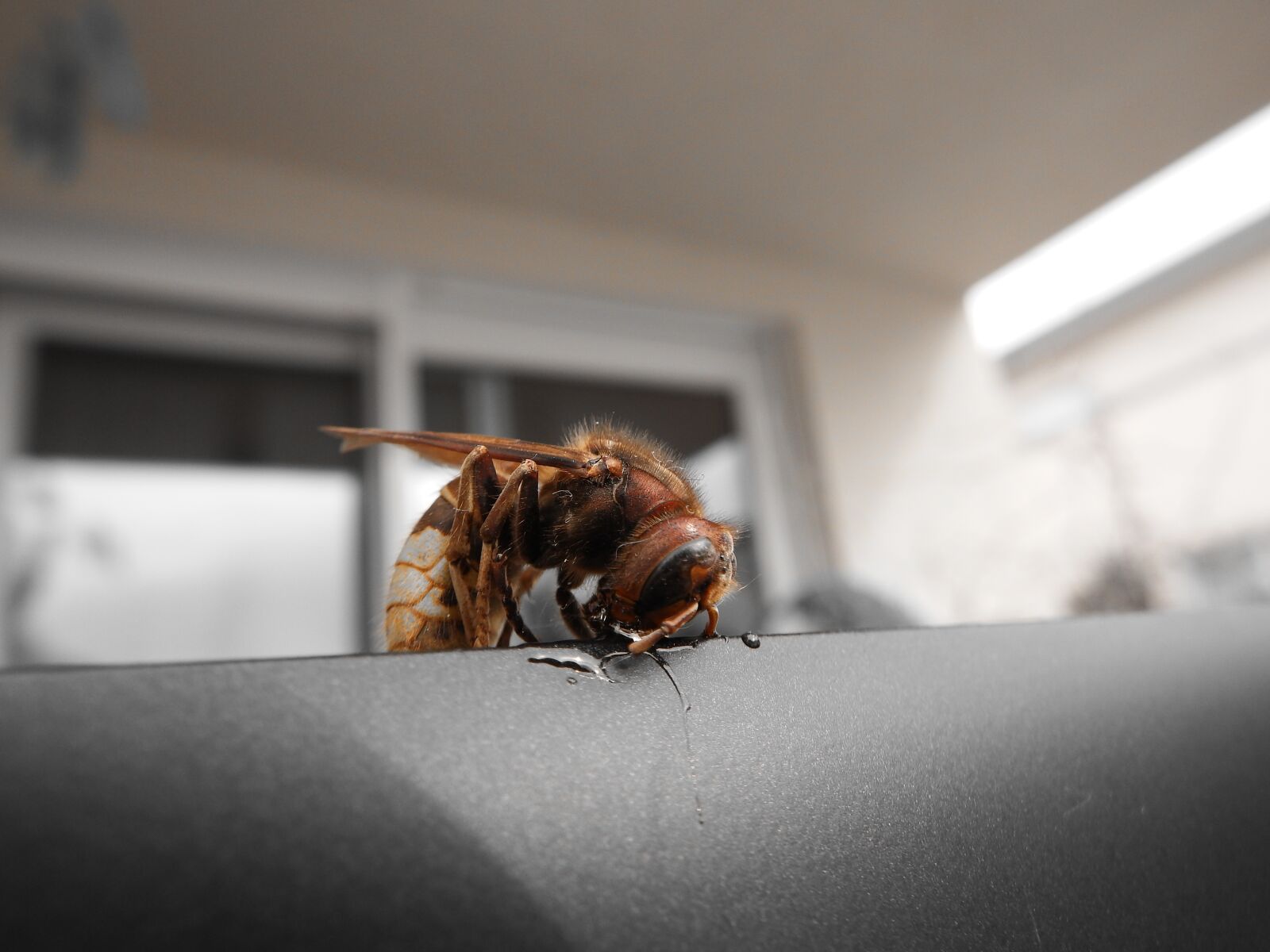 Fujifilm FinePix SL1000 sample photo. Hornet, insect, species of photography