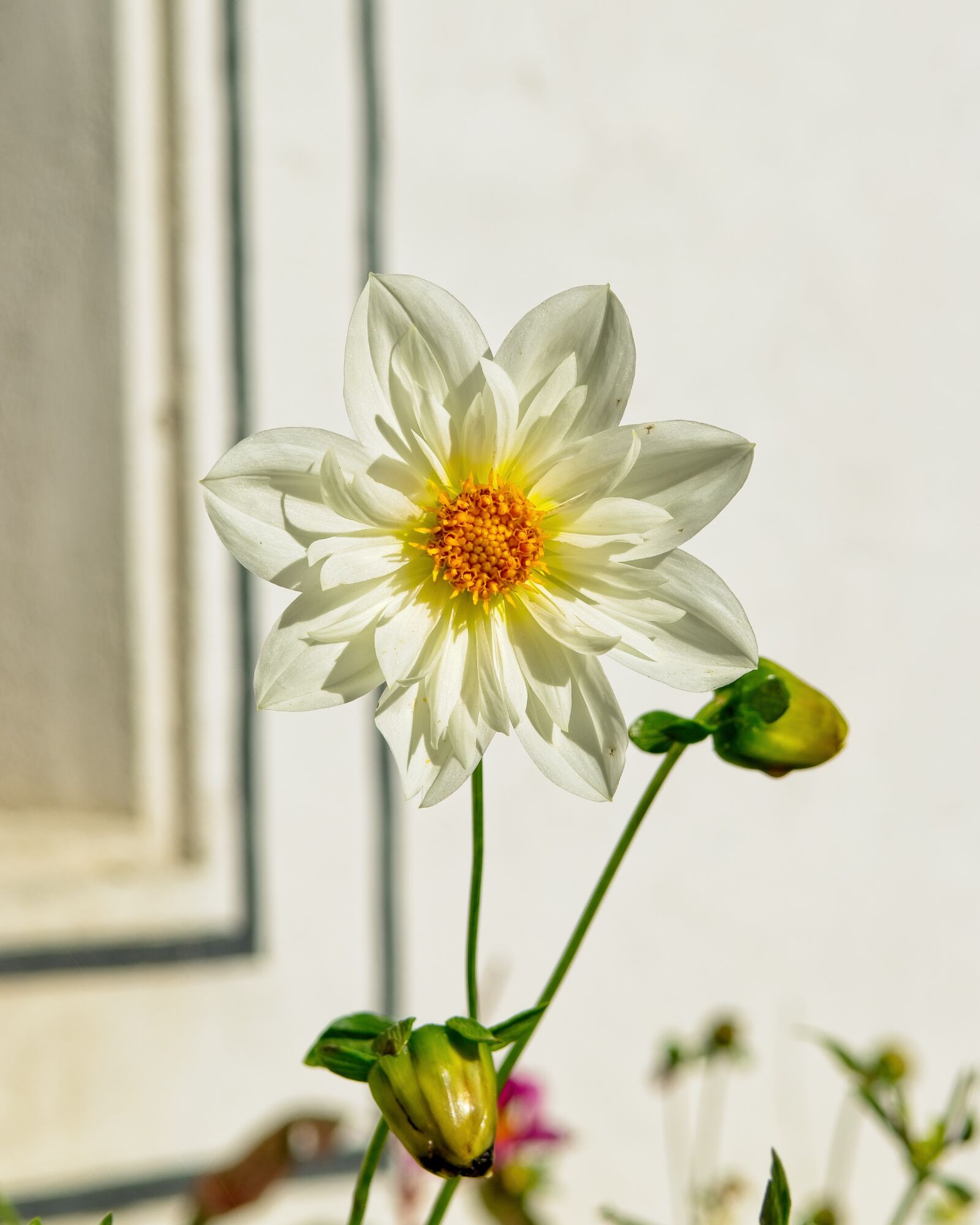 Nikon D7100 sample photo. Chrysanthemum, white, garden plant photography