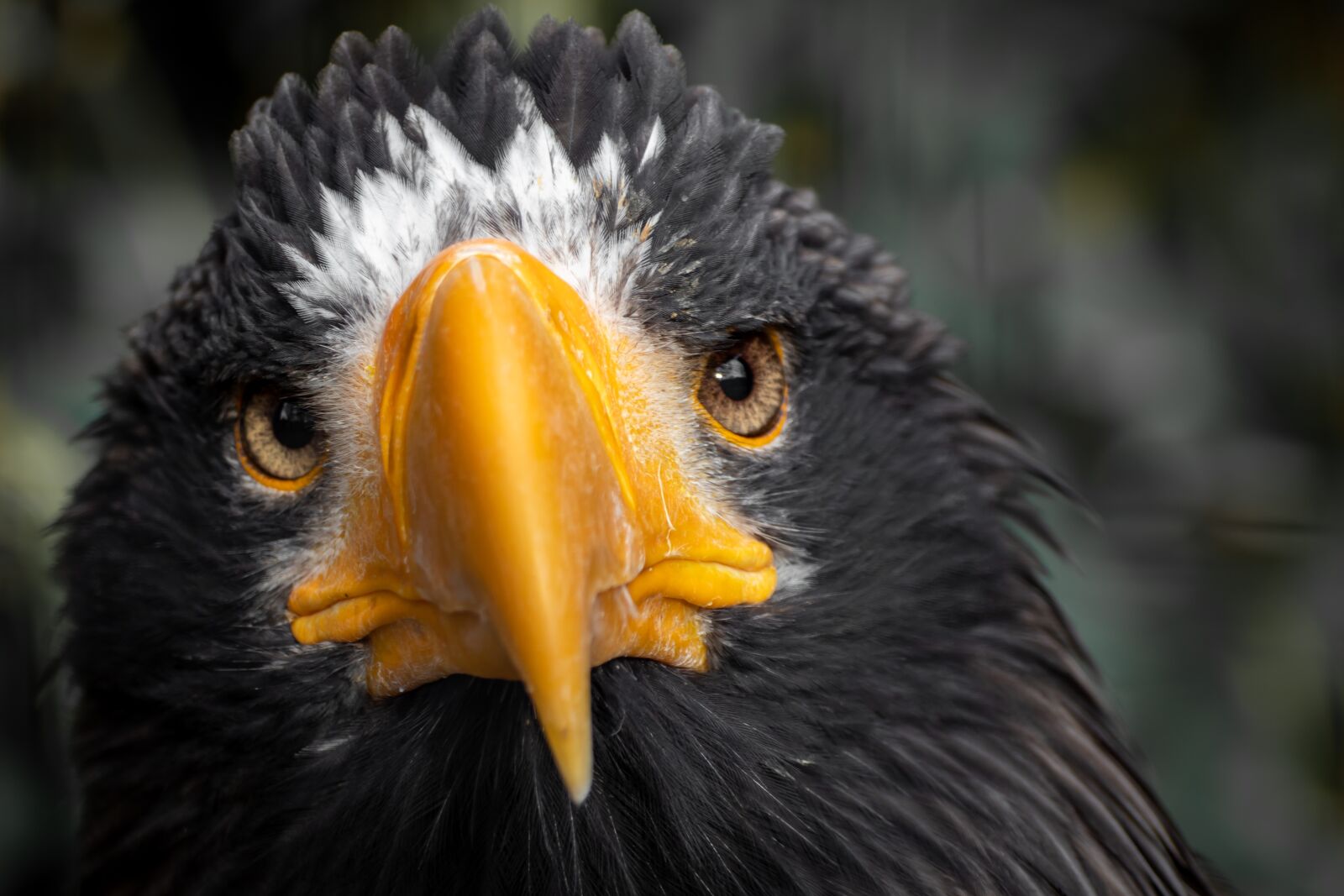 Canon EOS 200D (EOS Rebel SL2 / EOS Kiss X9) sample photo. Adler, bird, raptor photography