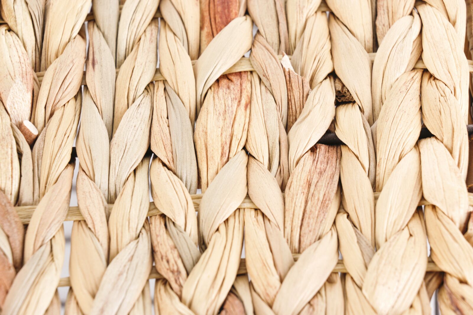Canon EOS 70D sample photo. Bulrush, rushes, weave photography