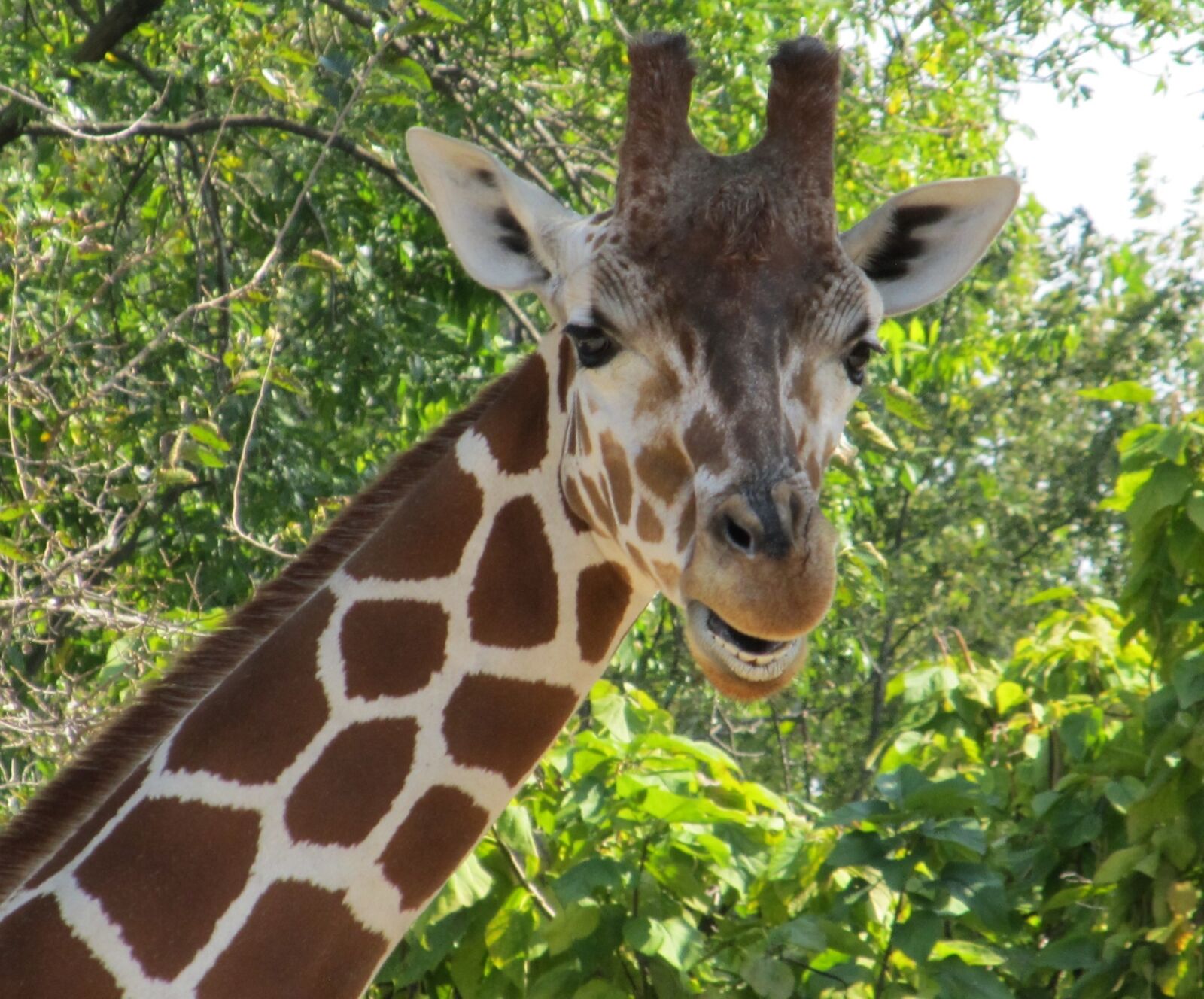 Canon PowerShot SX130 IS sample photo. Giraffe, portrait, head photography