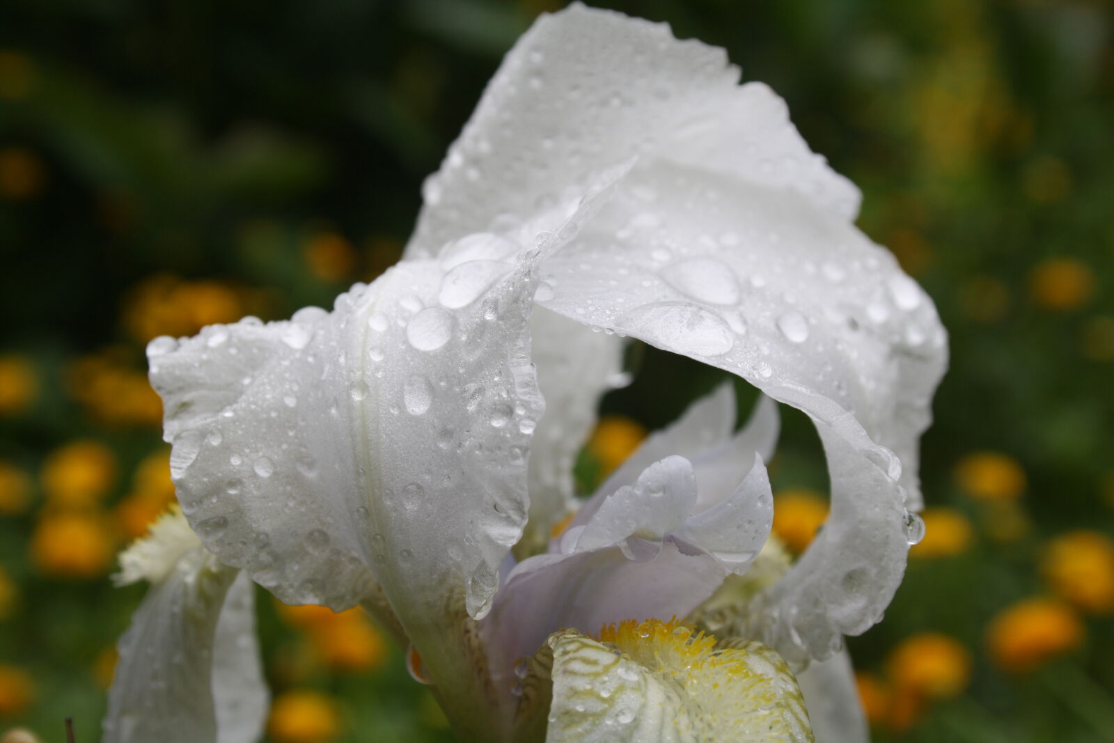 Canon EOS 1000D (EOS Digital Rebel XS / EOS Kiss F) sample photo. Single, flower photography