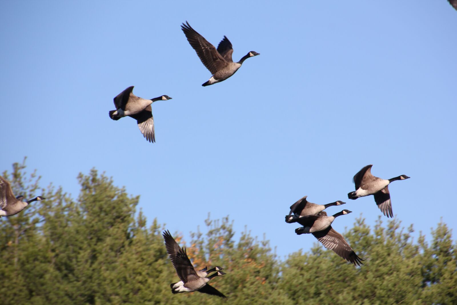 Canon EOS 550D (EOS Rebel T2i / EOS Kiss X4) sample photo. Canadian geese, flight, canadian photography