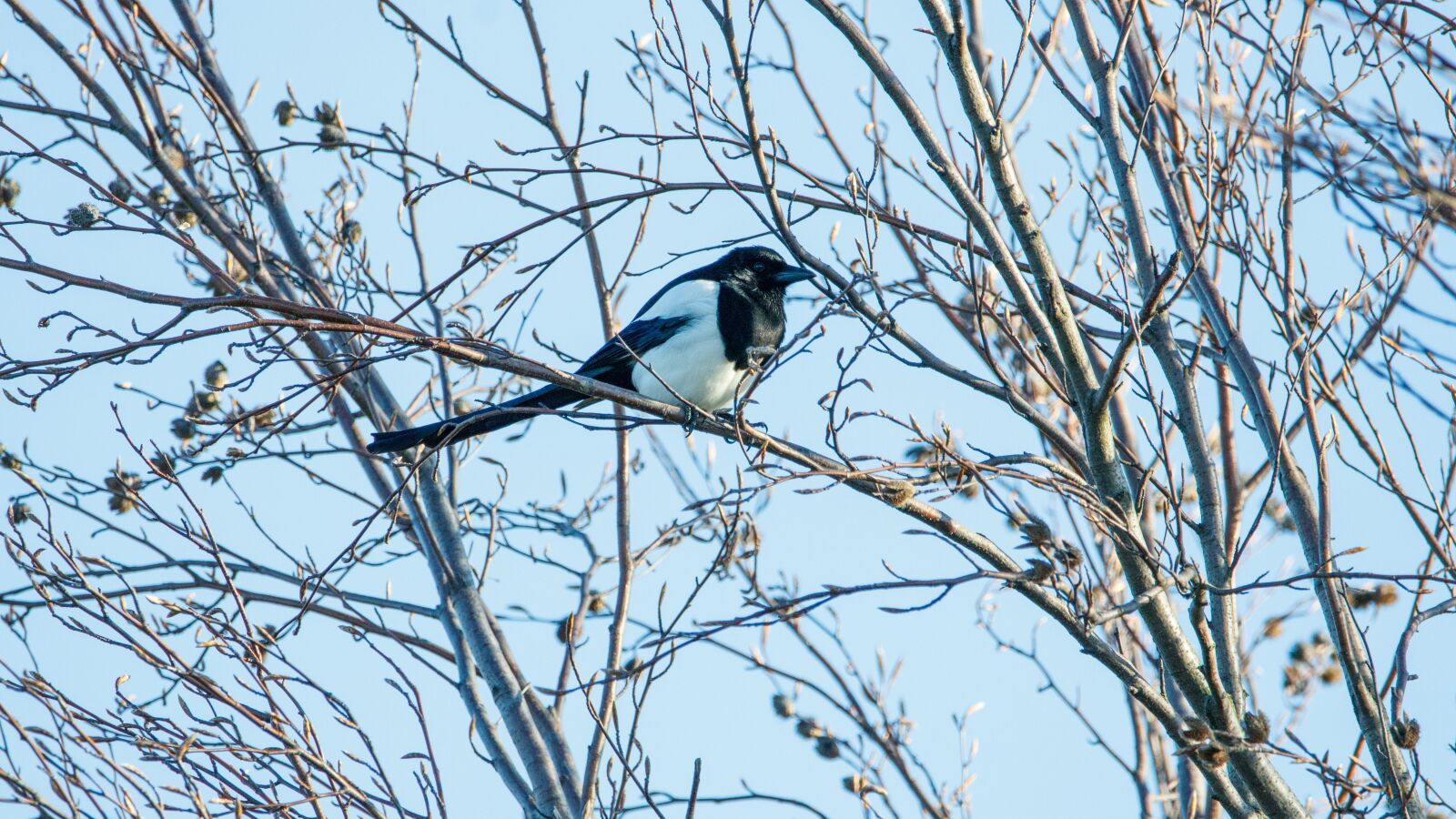 150-600mm F5-6.3 DG OS HSM | Contemporary 015 sample photo. Elster, branch, bird photography