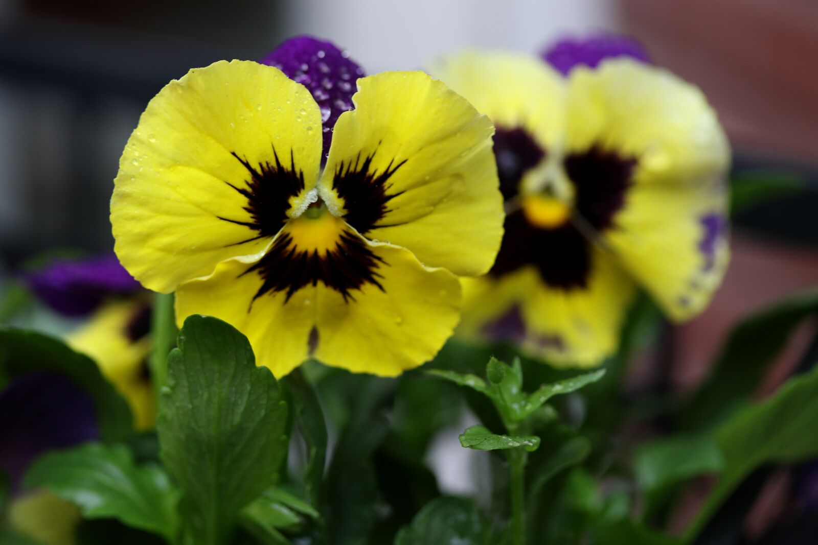 Canon EF-S 60mm F2.8 Macro USM sample photo. Pansy, coloring, wet photography