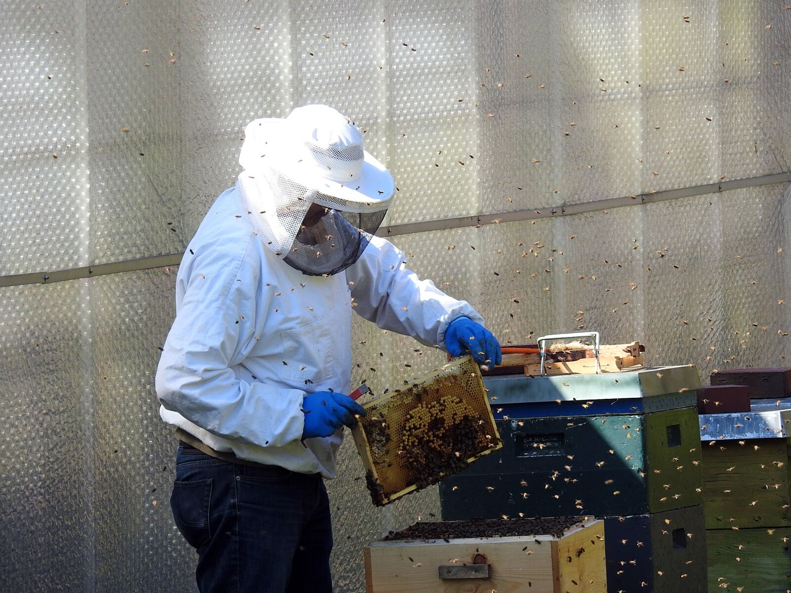 Nikon Coolpix P900 sample photo. Beekeeper, bees, bee hives photography