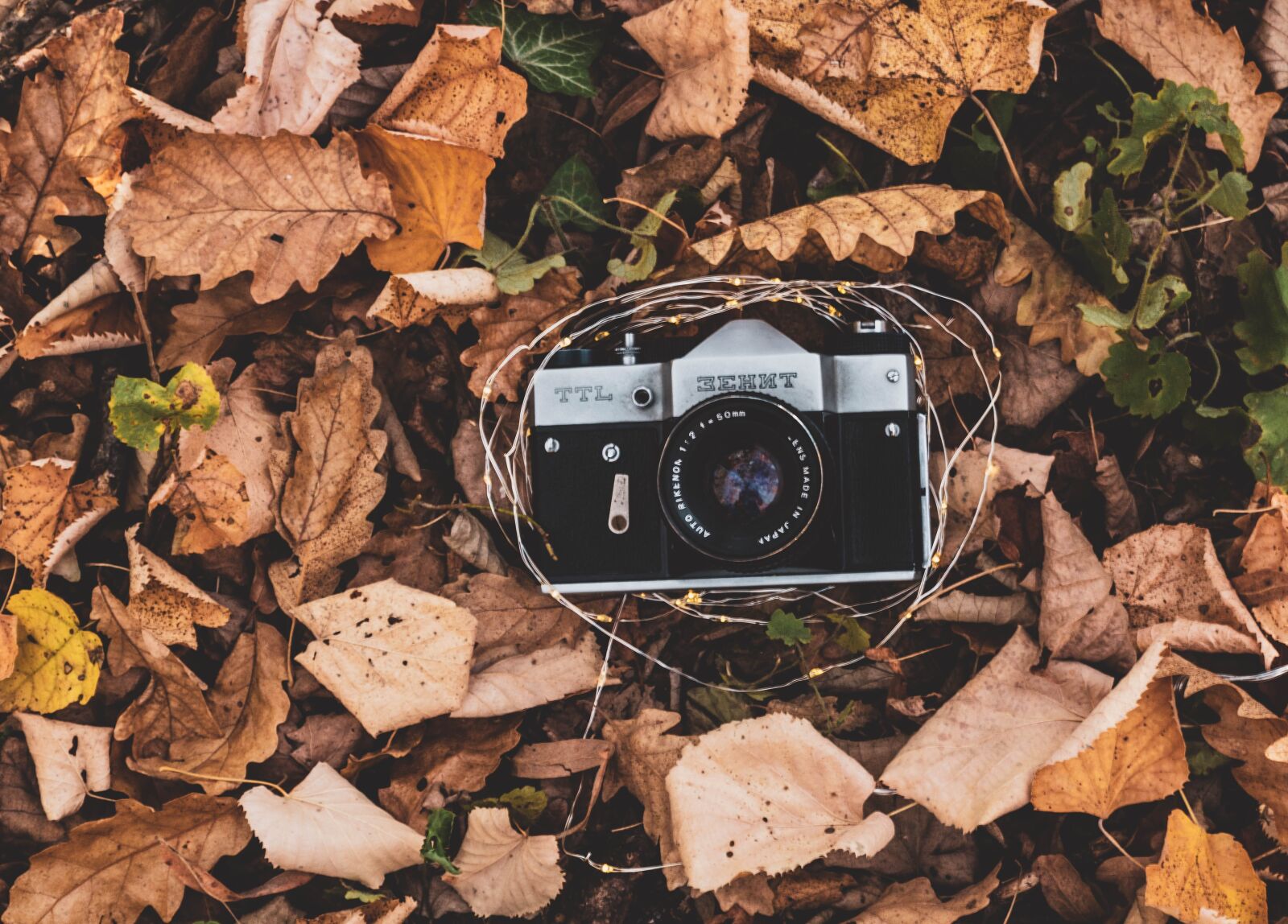 Canon EOS 1300D (EOS Rebel T6 / EOS Kiss X80) sample photo. Autumn, leaves, zenit photography