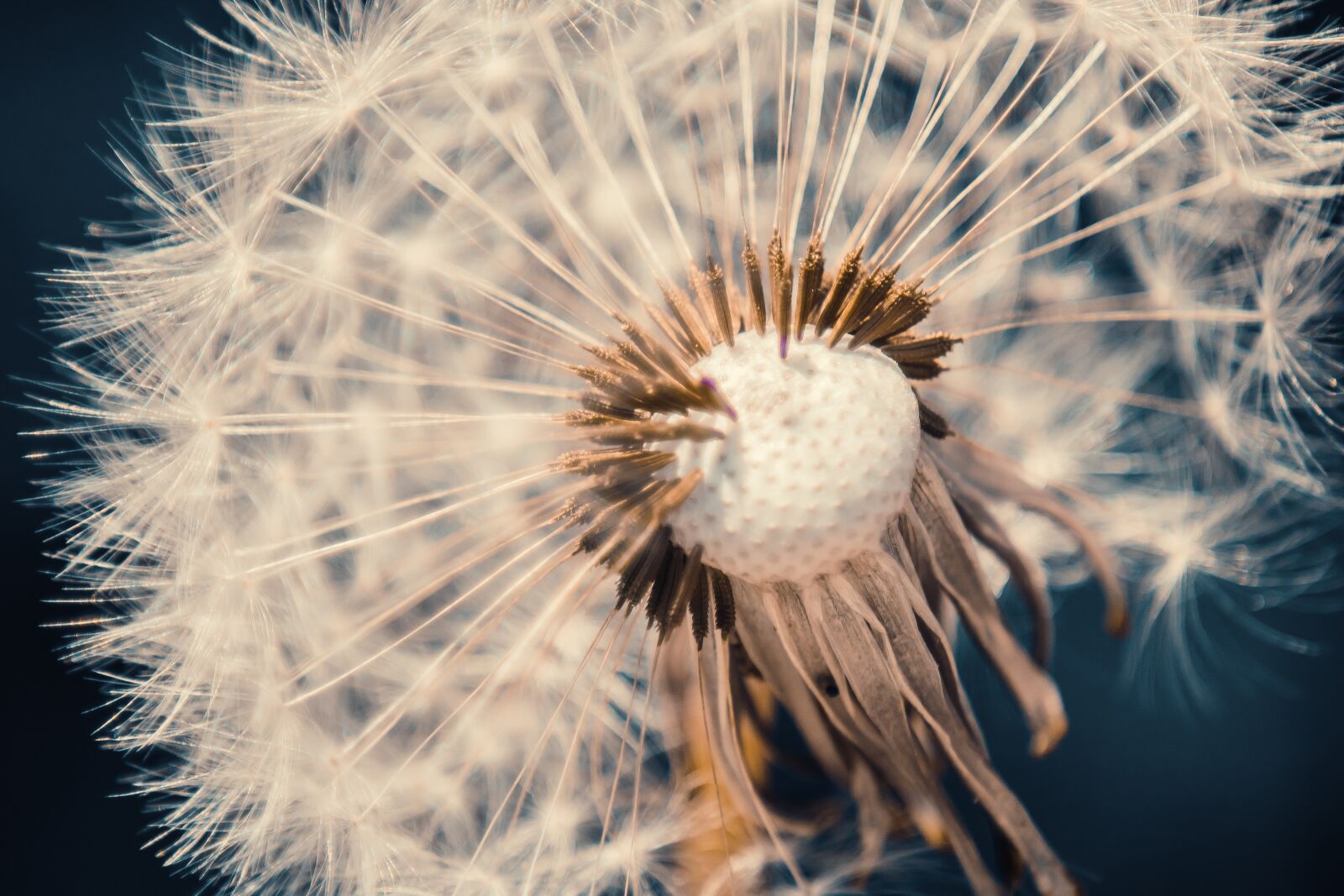 Canon EOS 750D (EOS Rebel T6i / EOS Kiss X8i) sample photo. Dandelion, flower, nature photography