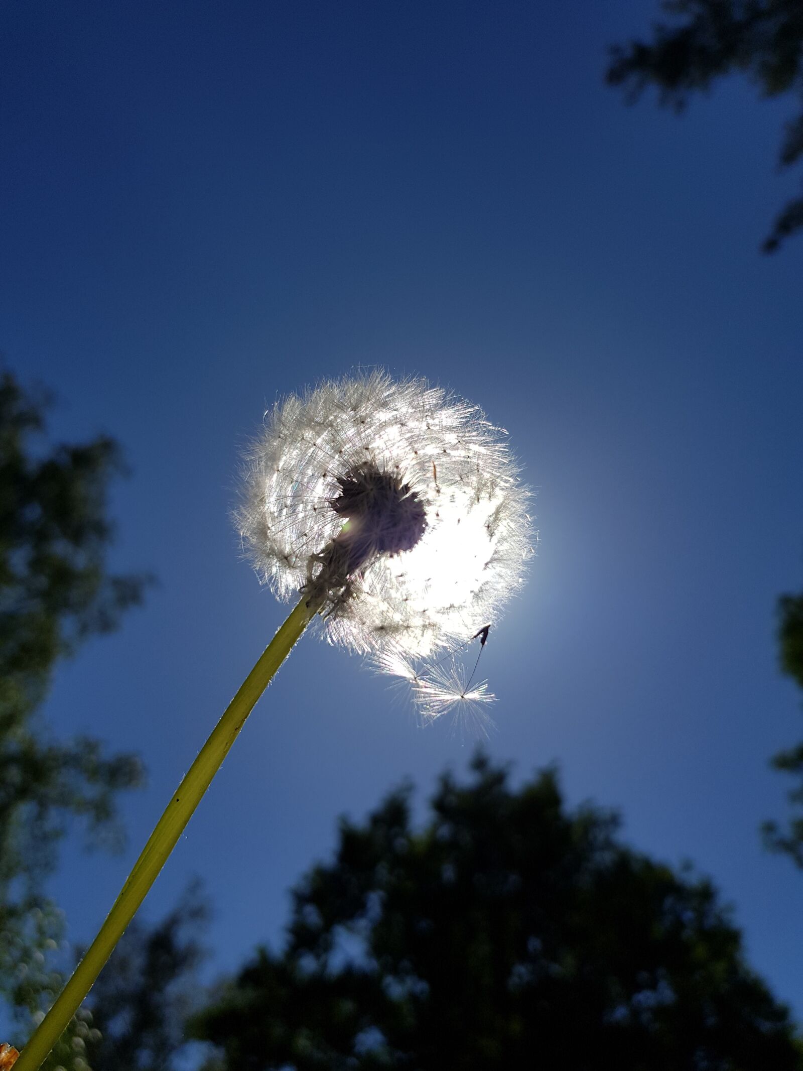 Samsung Galaxy S8 sample photo. Dandelion, sky, nature photography
