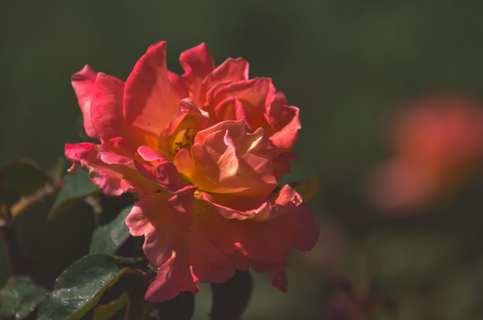 Nikon D7000 sample photo. Rose, red, flower photography