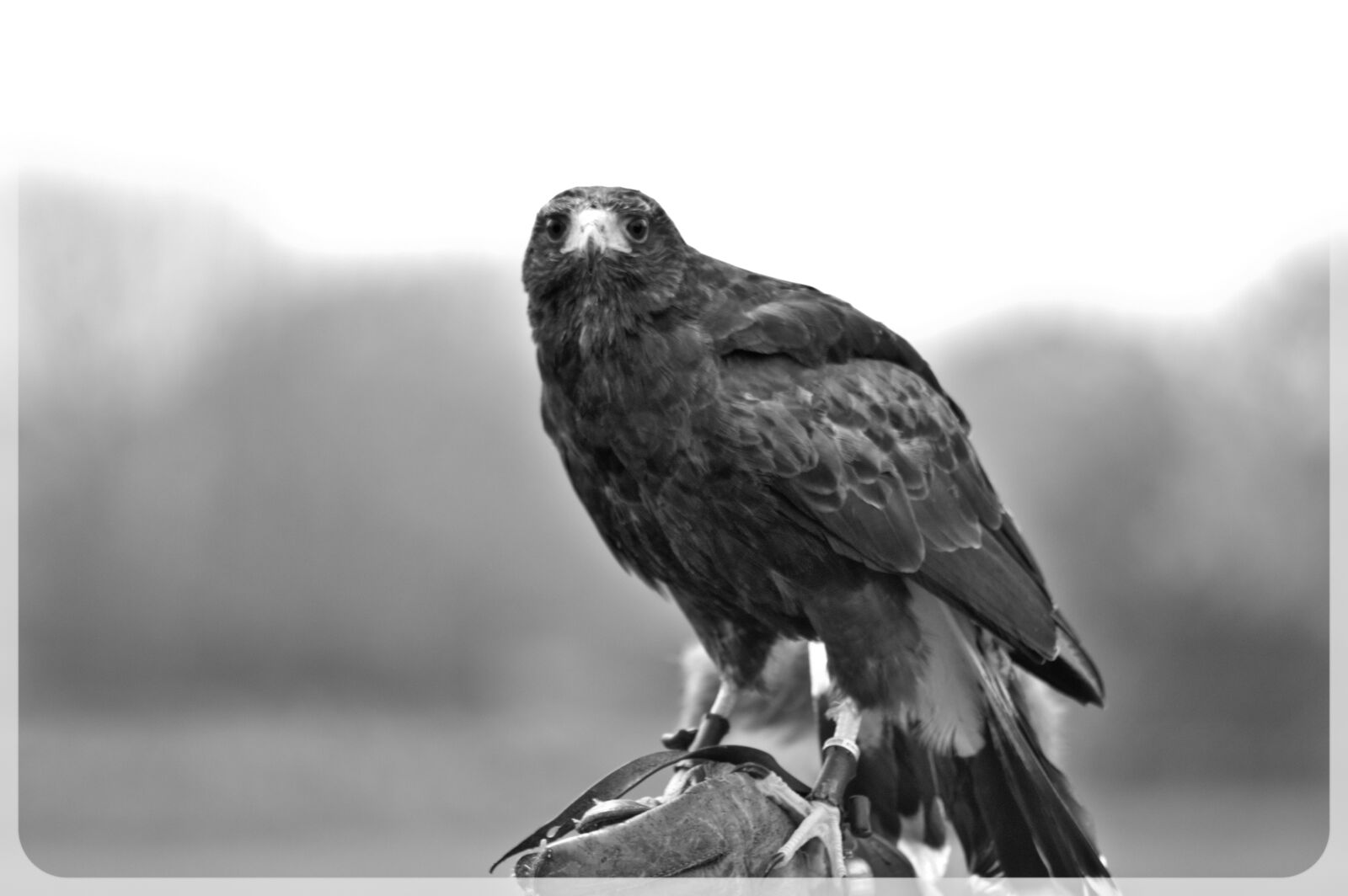 Nikon D3200 sample photo. Animal, bird, bird, of photography