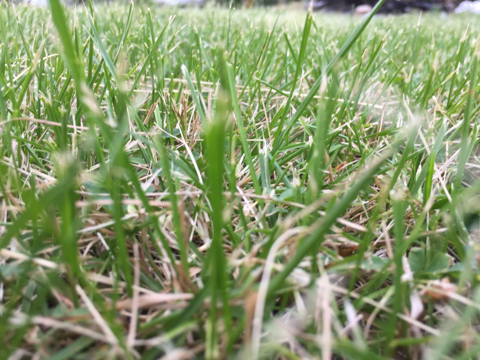iPhone 6 back camera 4.15mm f/2.2 sample photo. Grass photography