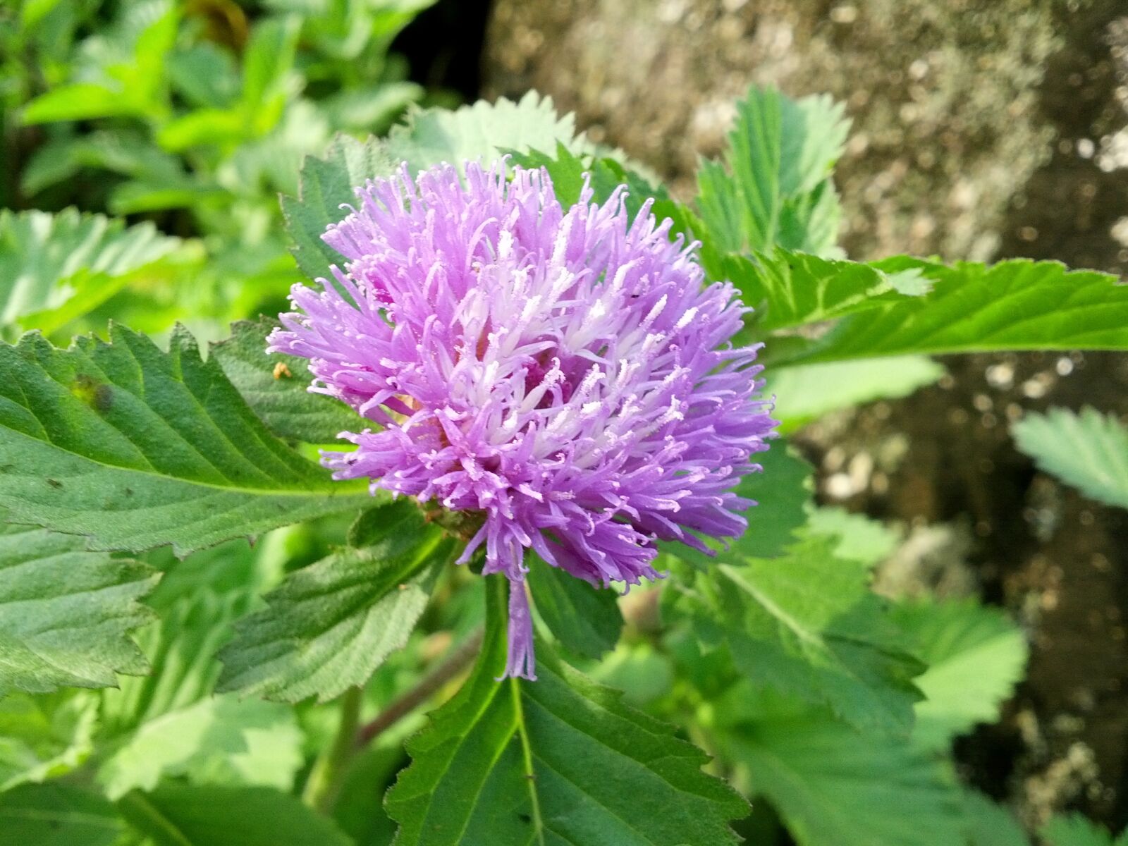 Samsung Galaxy Nexus sample photo. Flower, nature, bloom photography