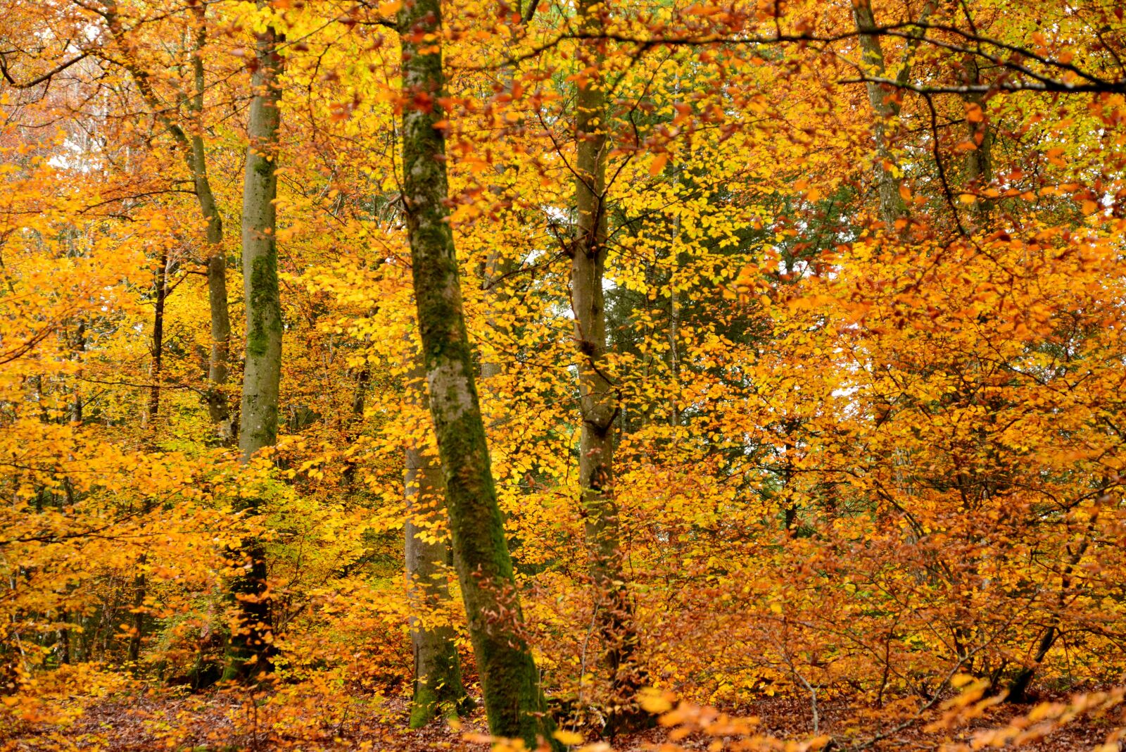 Nikon D600 sample photo. Autumn, golden yellow, leaves photography