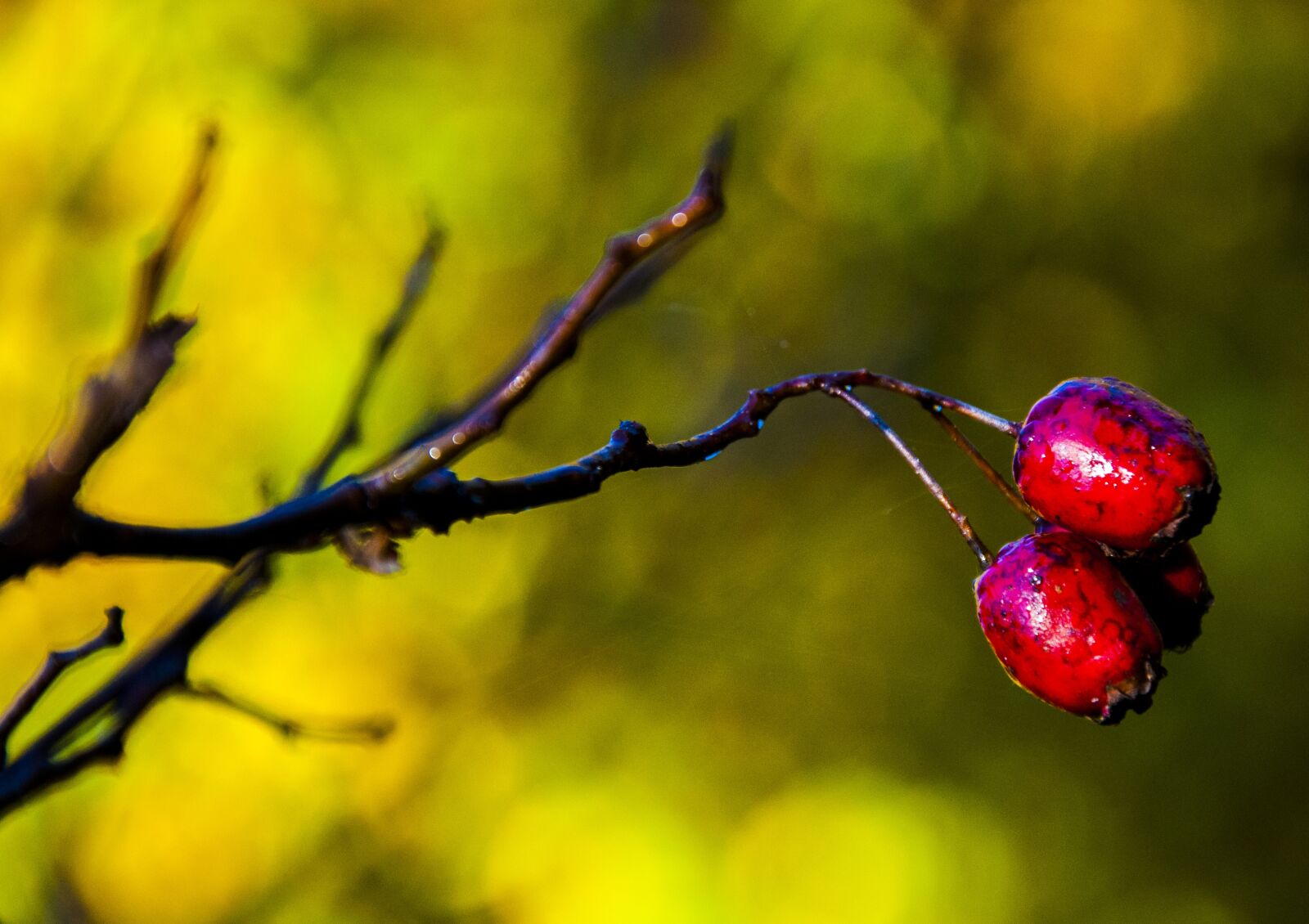 Nikon D90 sample photo. Nature, forest, castle olsztyn photography