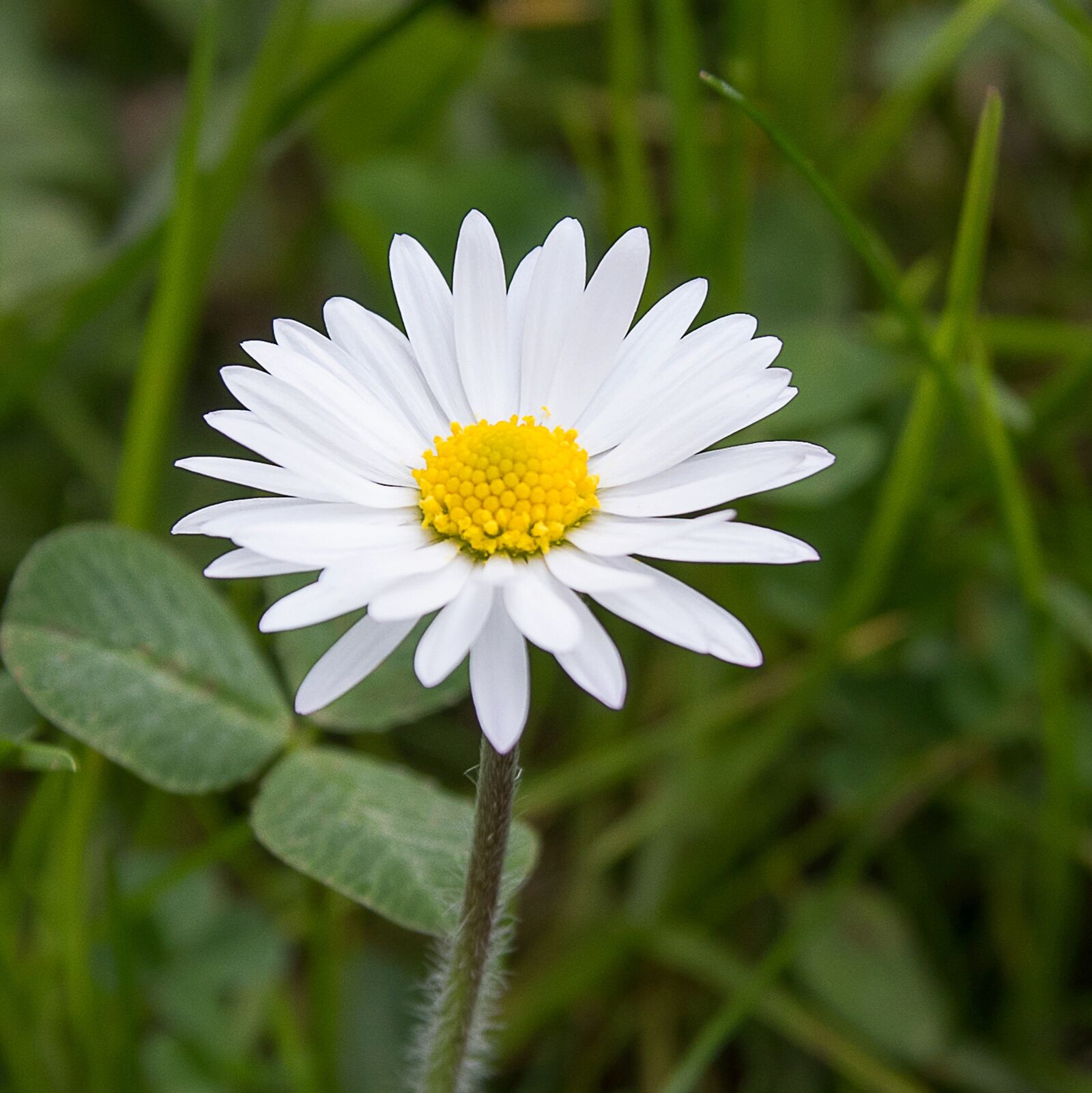 Canon EOS 80D sample photo. Daisy, nature, flower photography