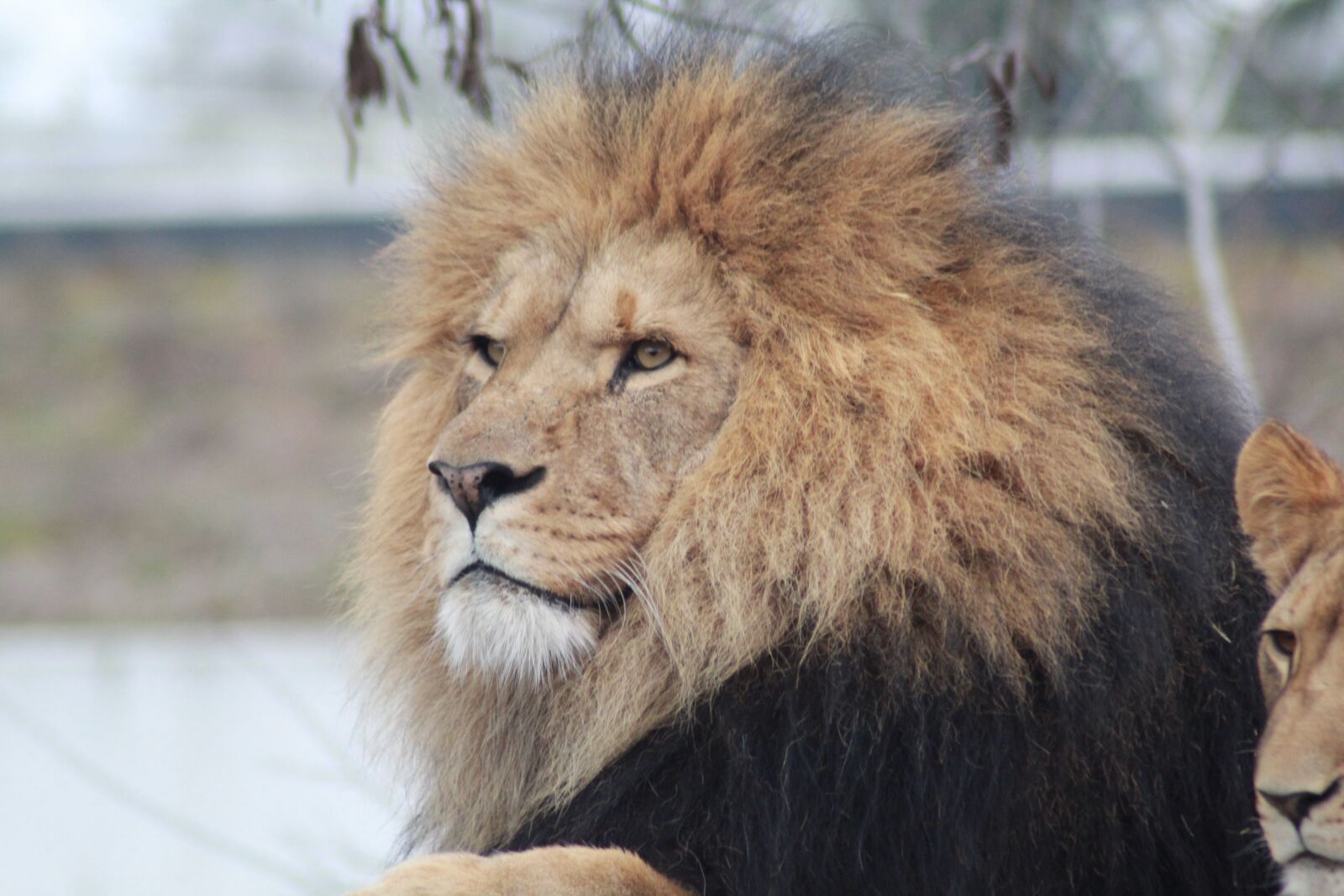 Canon EOS 1200D (EOS Rebel T5 / EOS Kiss X70 / EOS Hi) sample photo. Male lion, lion, wildlife photography