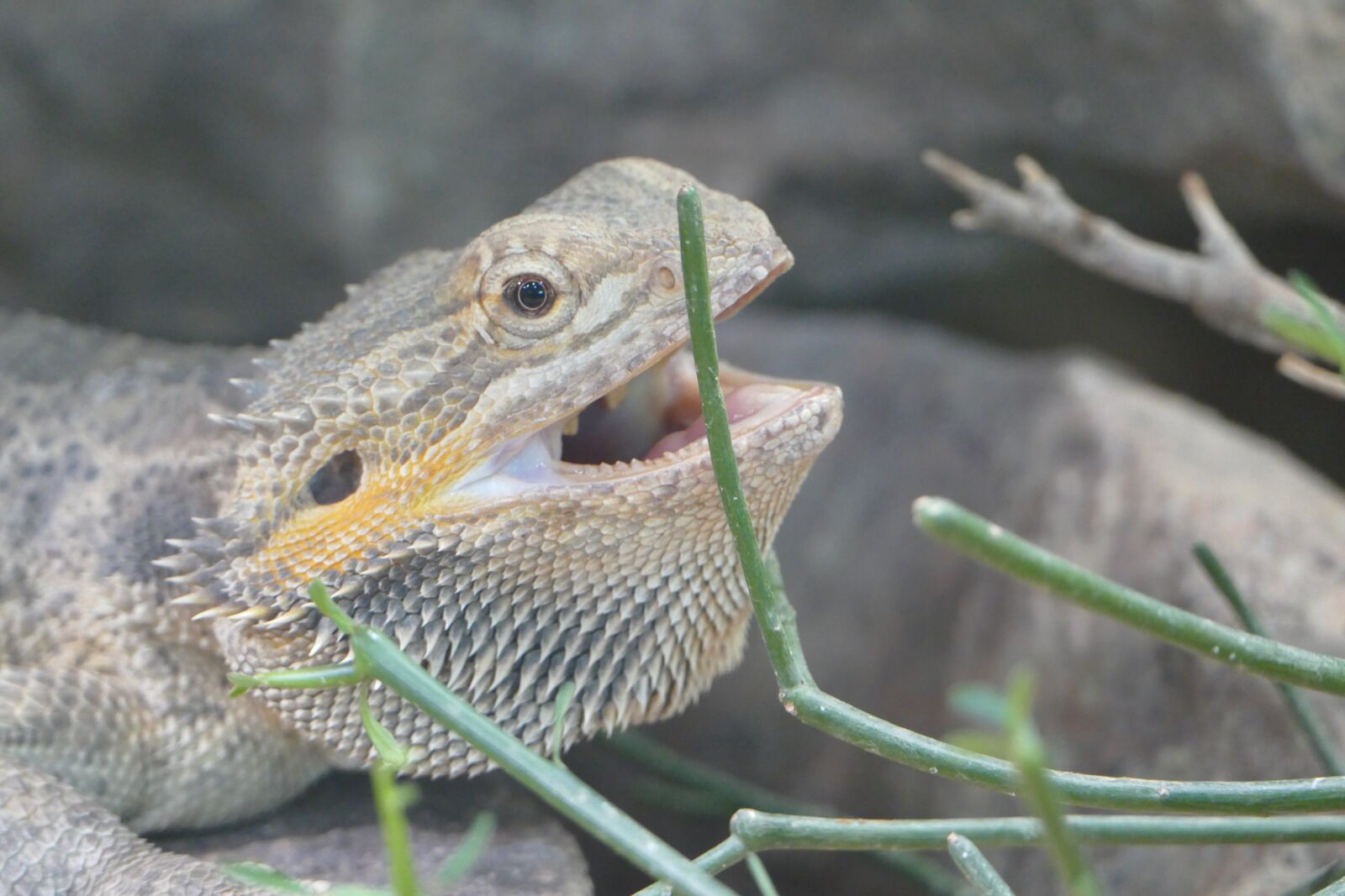 Panasonic Lumix DMC-FZ1000 sample photo. Lizard, animal, reptile photography