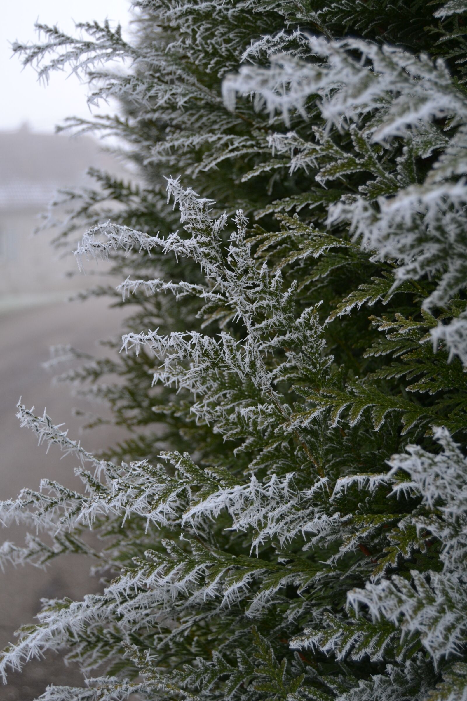 Nikon D3100 sample photo. Ice, frost, fir photography